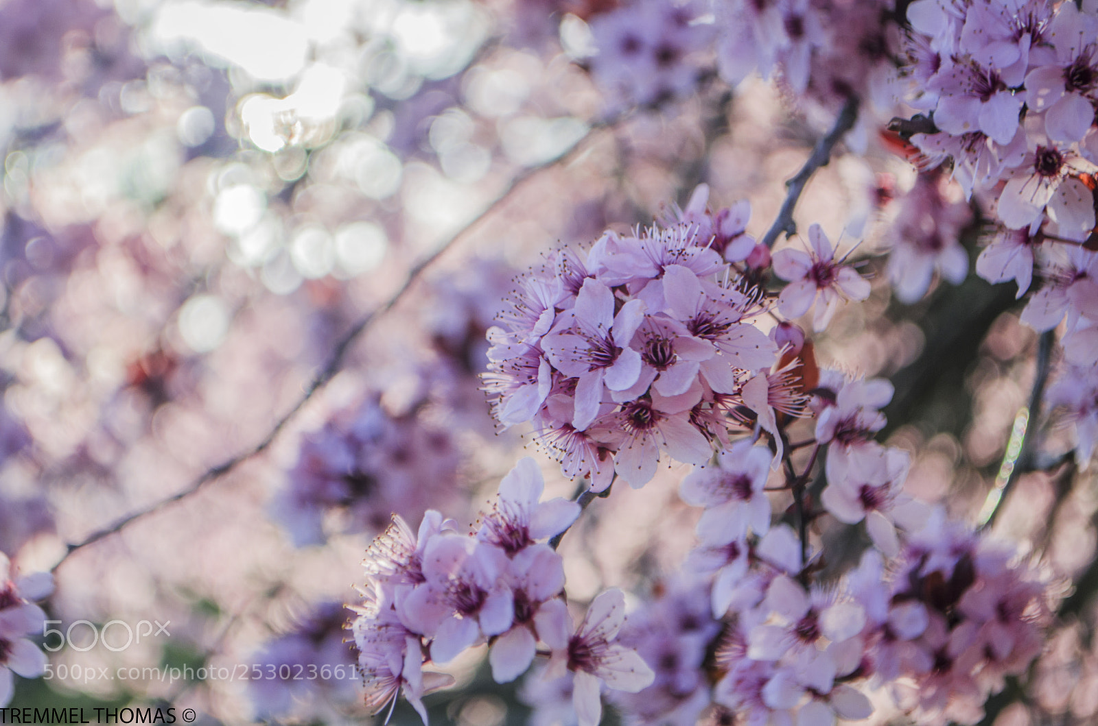 Nikon D5100 sample photo. Pink spring flowers photography