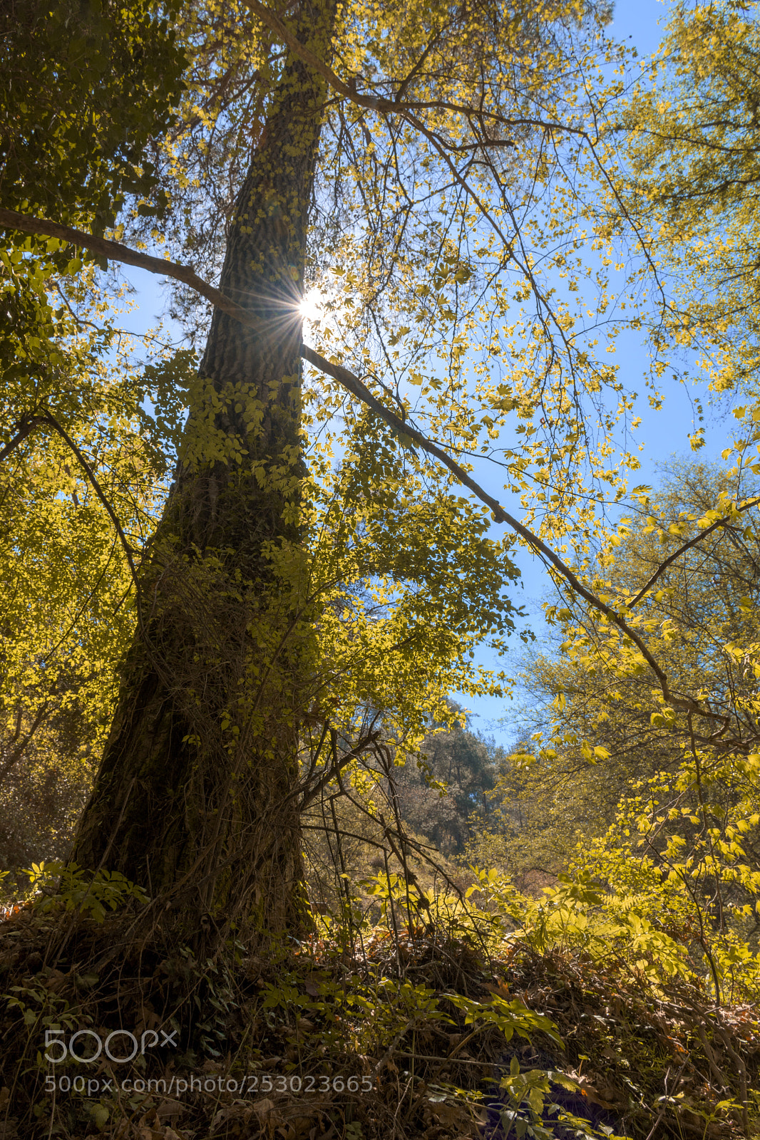 Nikon D7200 sample photo. Tree sunshine photography