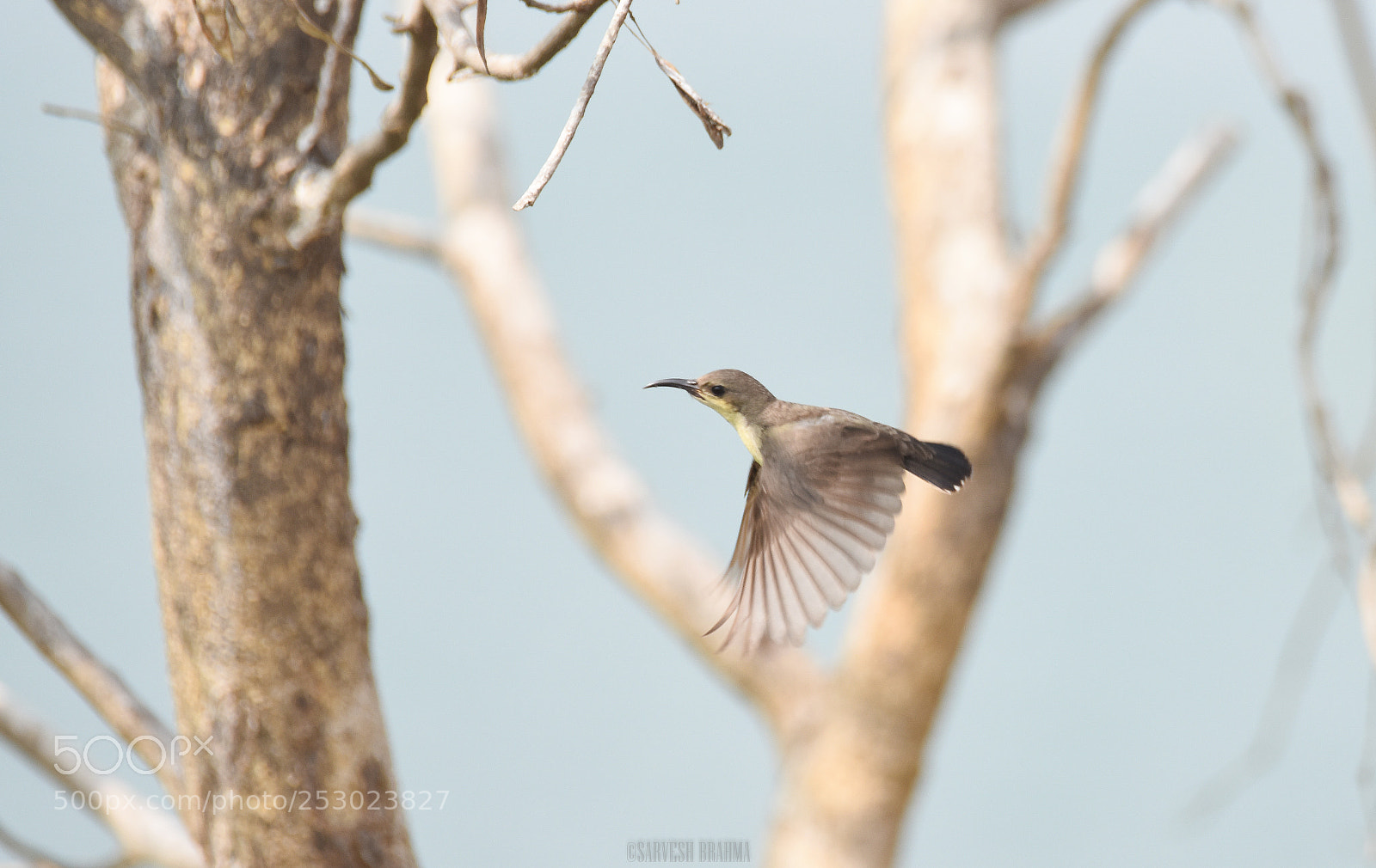 Nikon D810 sample photo. Dream shot -female sunbird photography