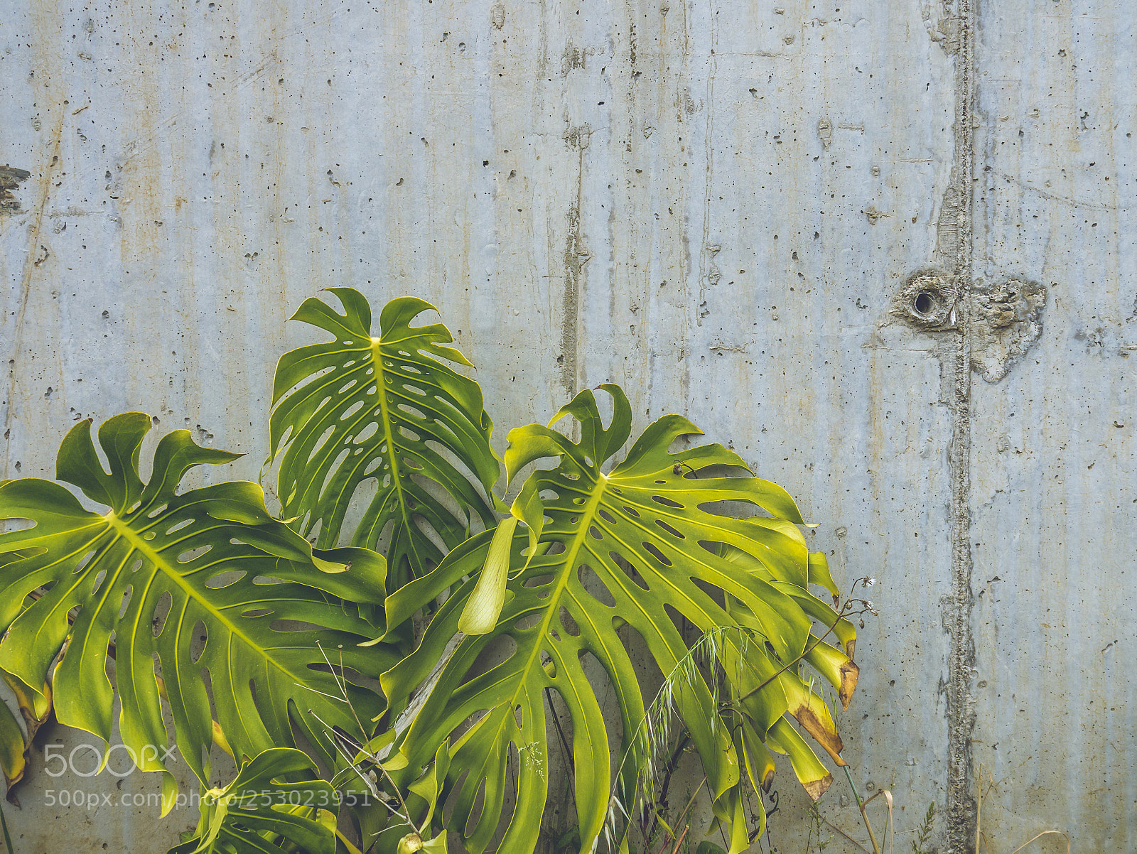 Panasonic Lumix DMC-G3 sample photo. Monstera photography