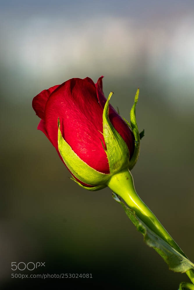 Nikon D5300 sample photo. Say it with a photography