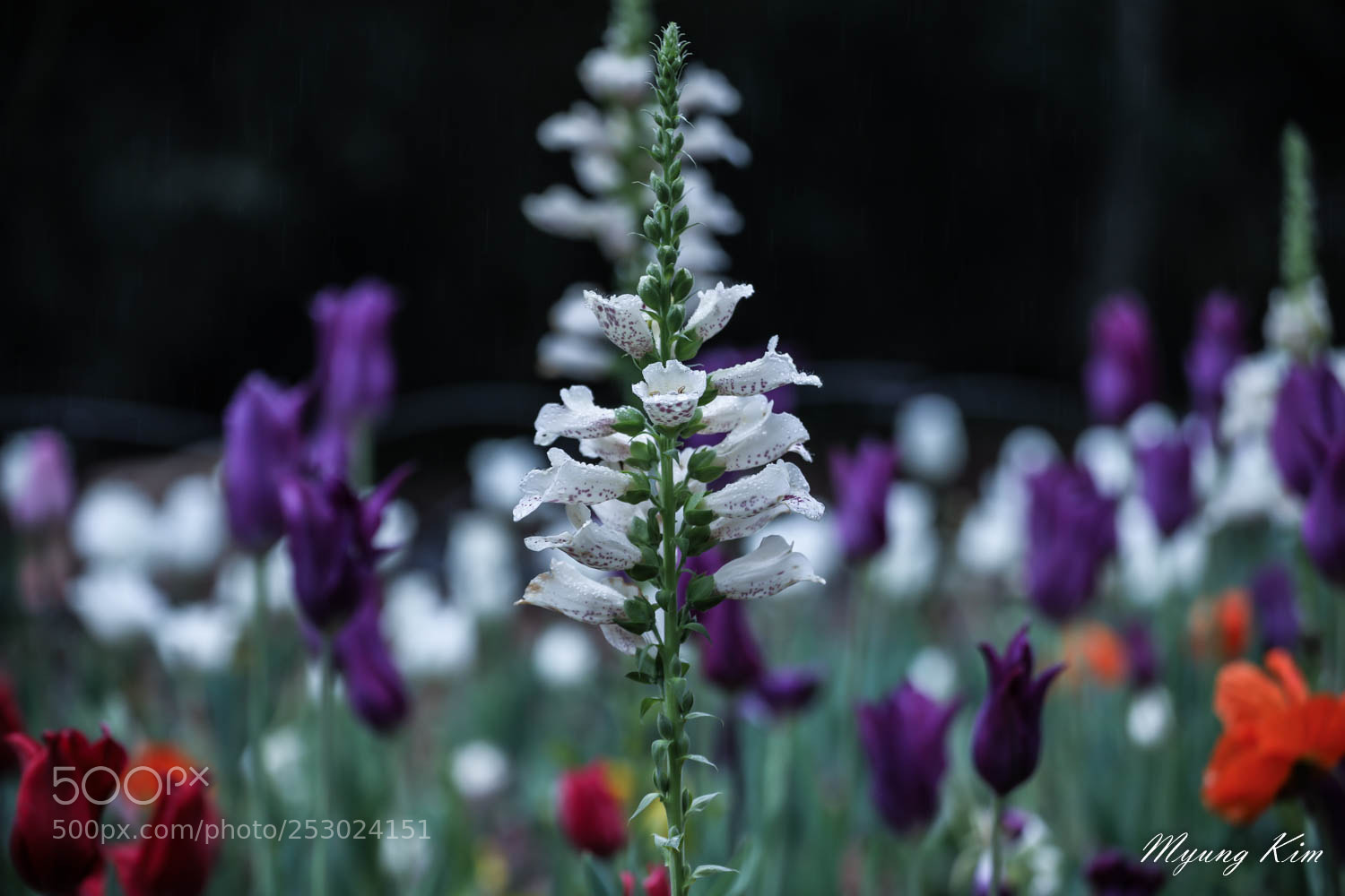 Canon EOS 5D Mark IV sample photo. Pa photography