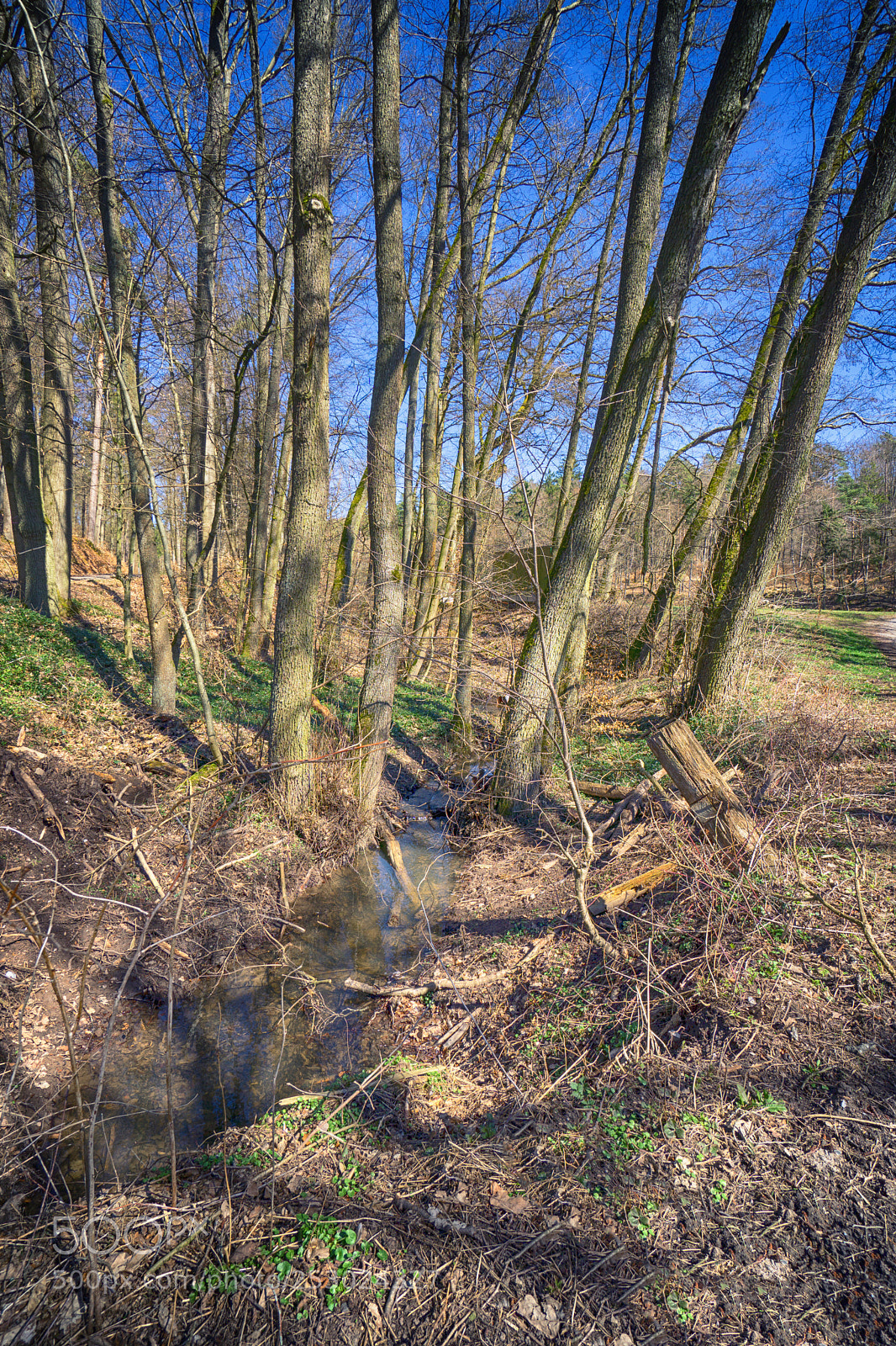 Sony a6000 sample photo. Forest view to the photography