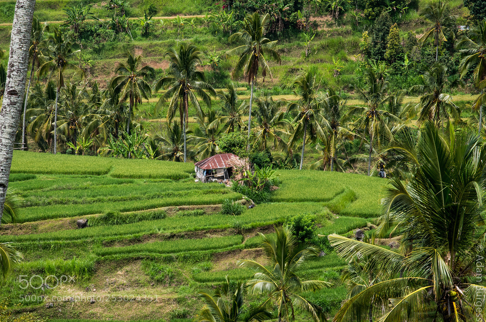 Pentax K-30 sample photo. Rice paddy in lemukih photography