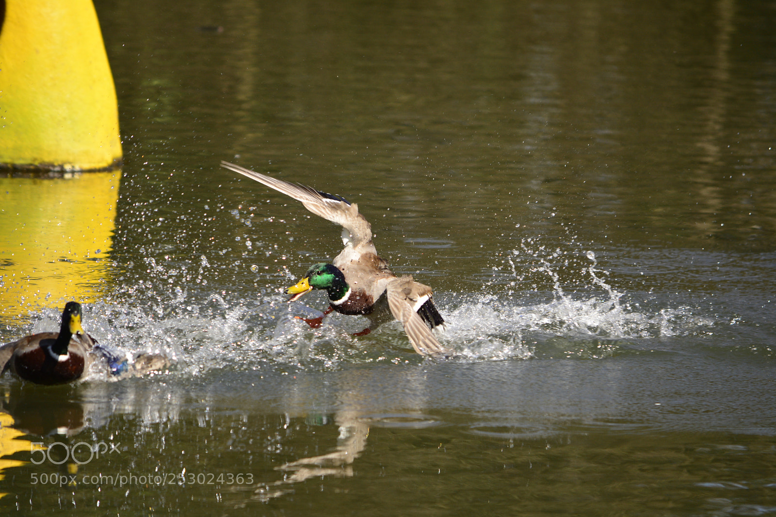 Nikon D7100 sample photo. Untitled photography