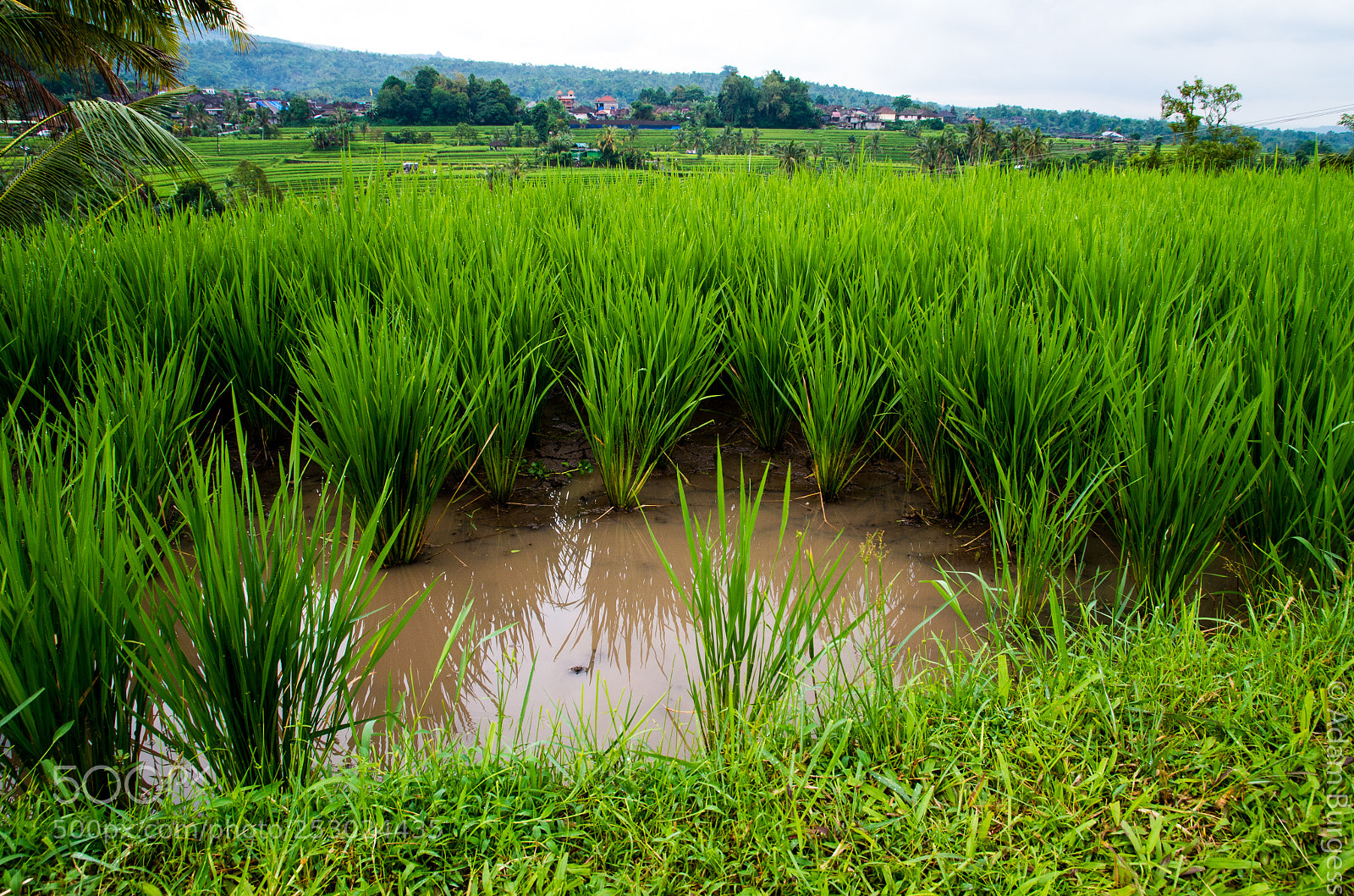 Pentax K-30 sample photo. Rice in a paddy photography