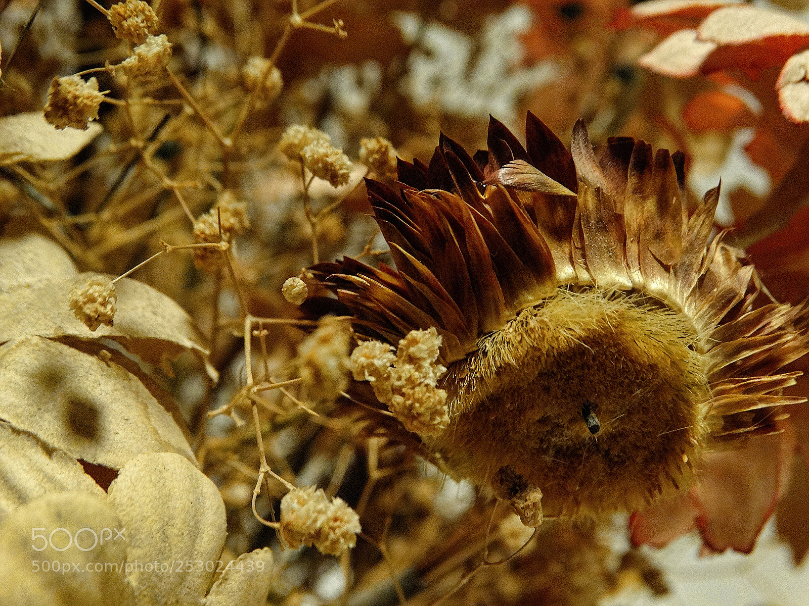Sony Cyber-shot DSC-HX300 sample photo. Dried fleurs photography