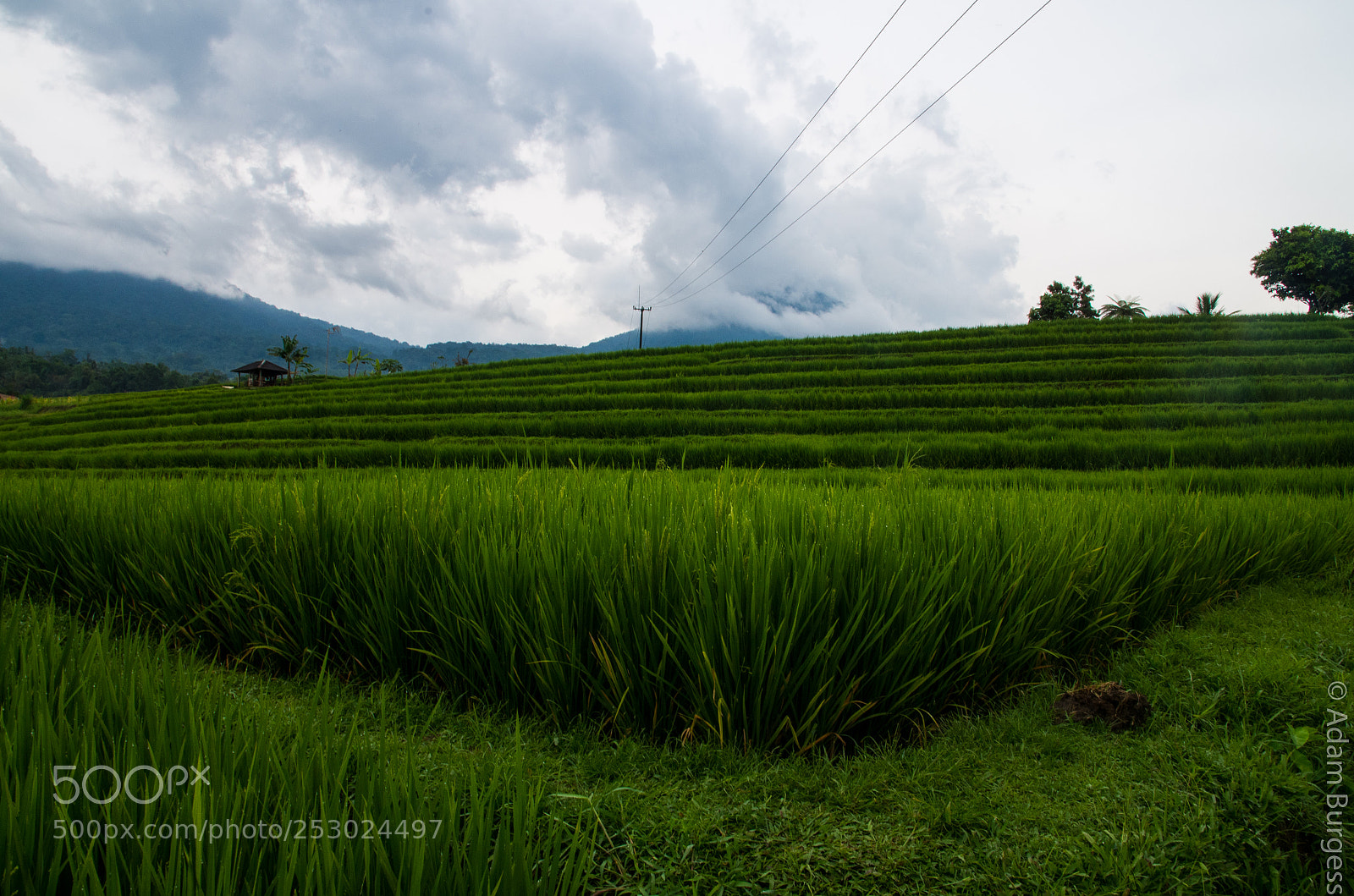 Pentax K-30 sample photo. Rice on the corner photography