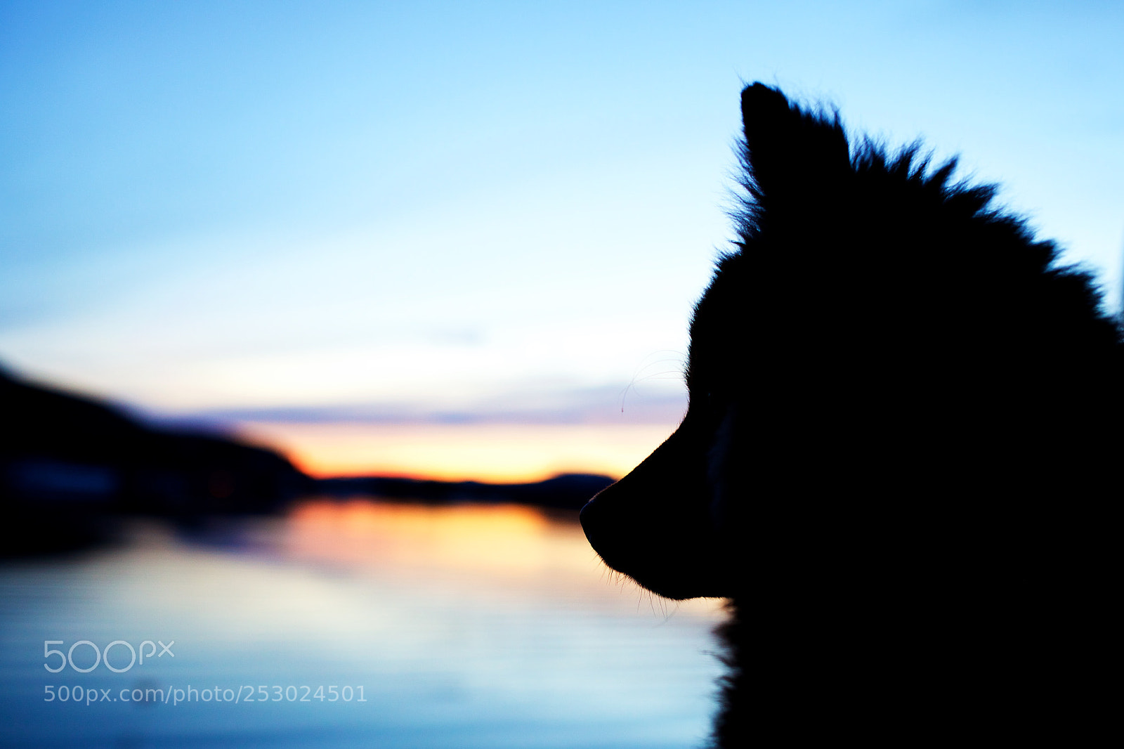 Canon EOS 5D Mark II sample photo. Pawsome sunset photography