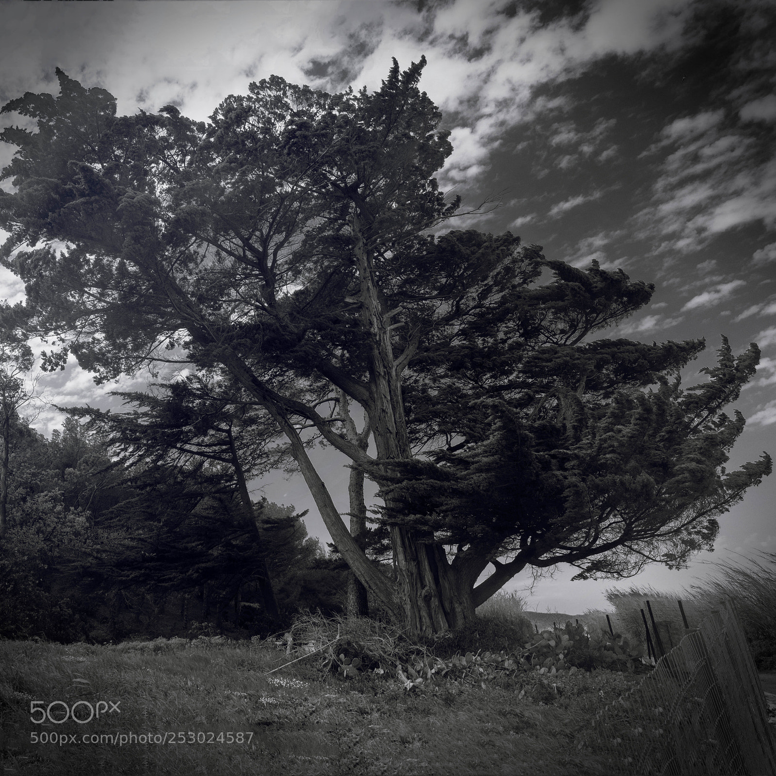 Canon EOS 70D sample photo. Windy tree photography