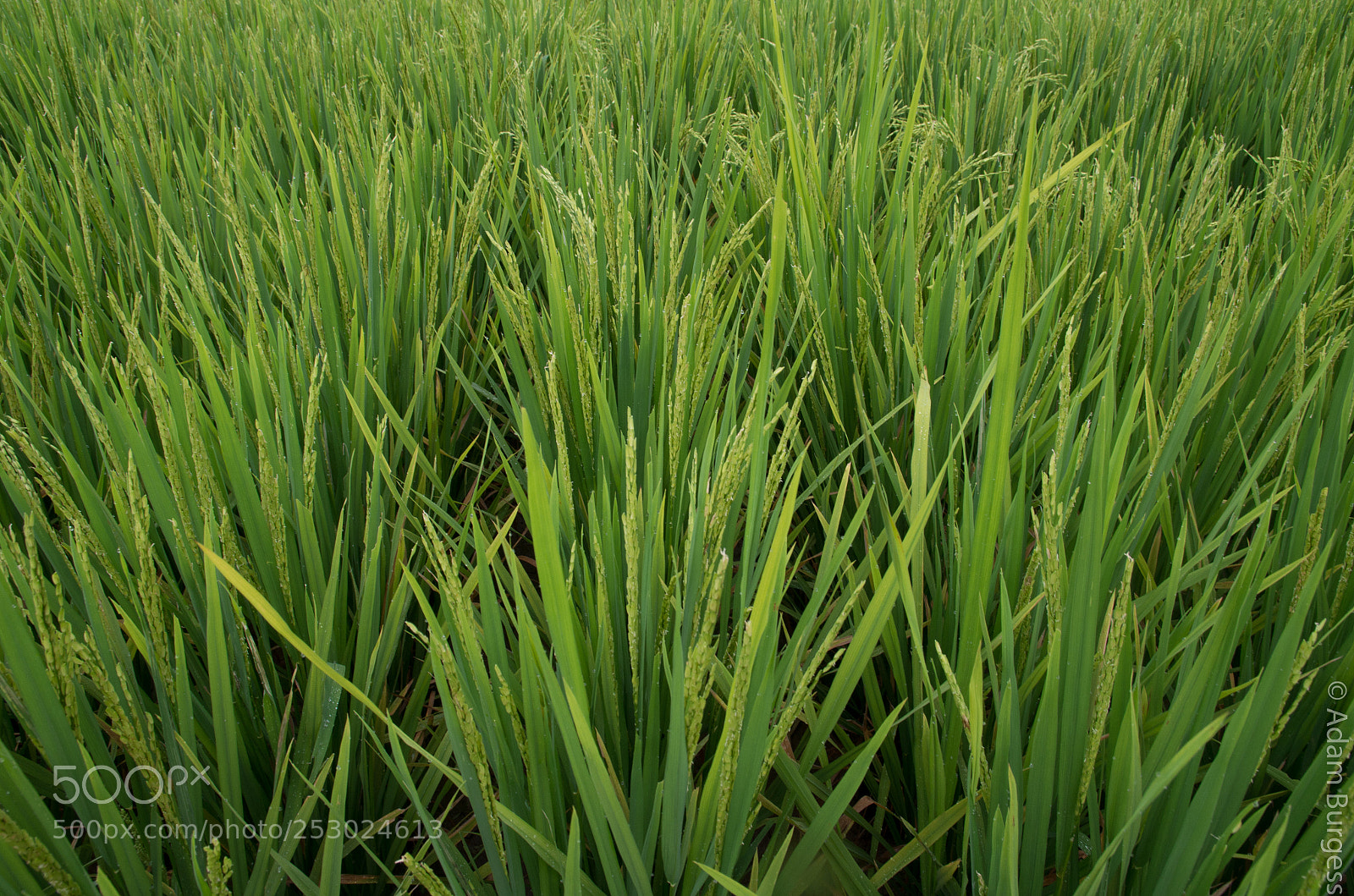 Pentax K-30 sample photo. Rice photography