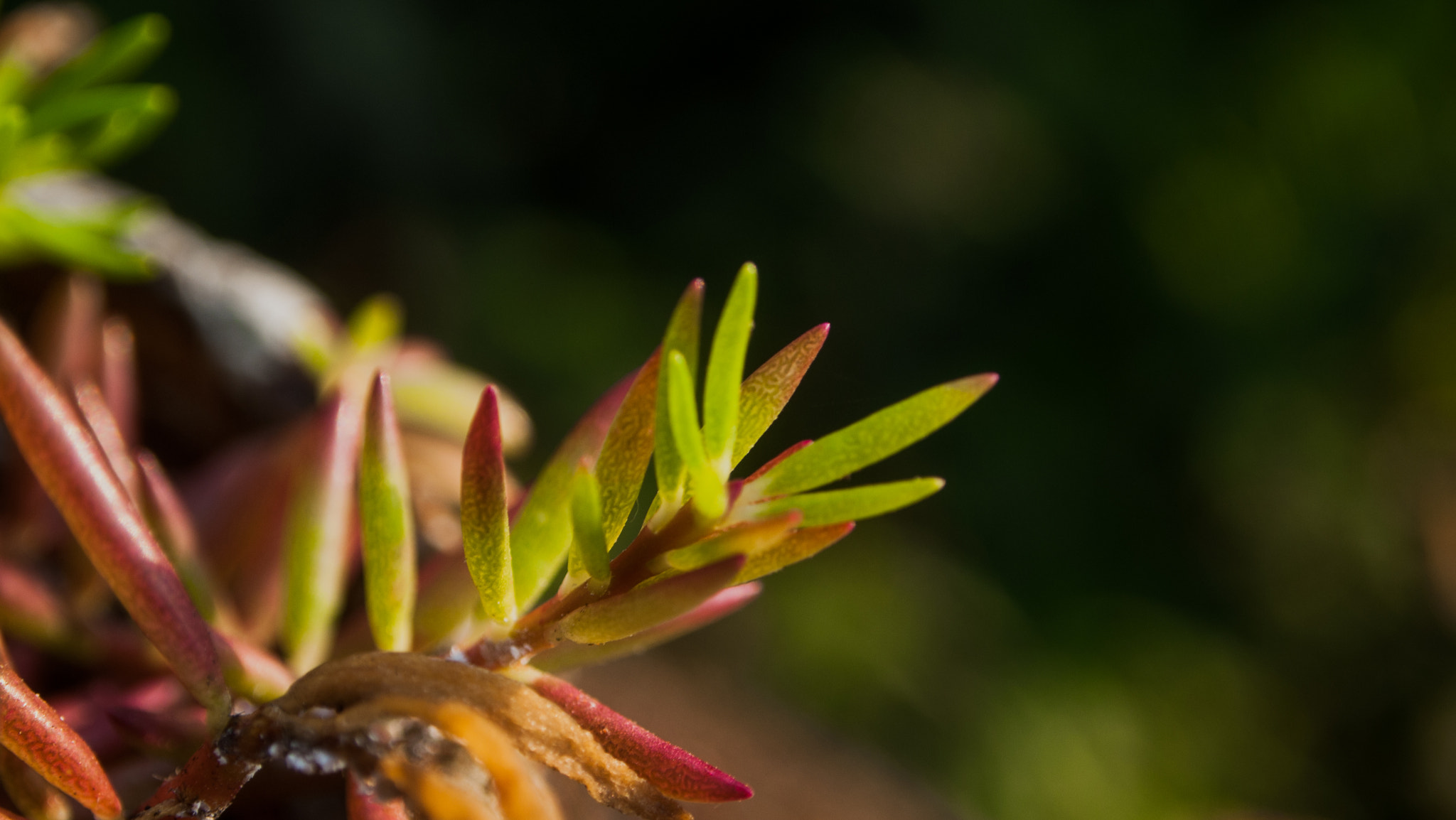 Olympus PEN E-P1 sample photo. Macro plant photography