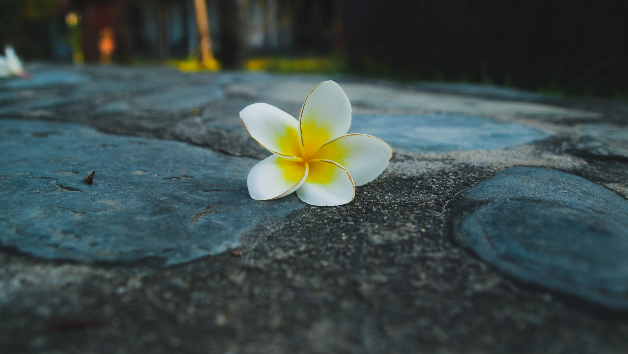 Olympus PEN E-P1 sample photo. White flowers photography