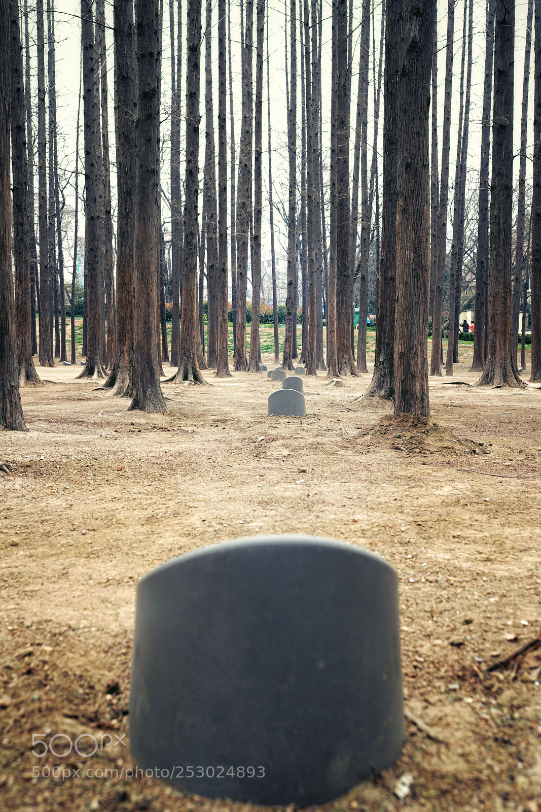 Sony a7R II sample photo. I see death photography
