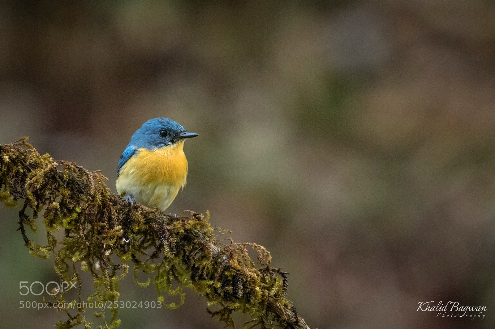 Canon EOS 7D Mark II sample photo. Tickell’s blue flycatcher  photography