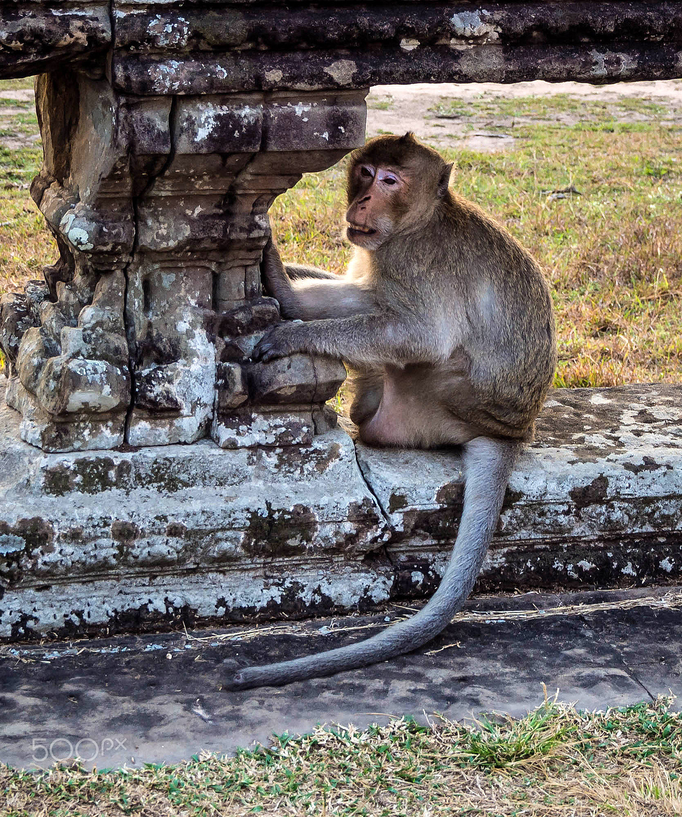 Olympus OM-D E-M5 sample photo. Monkey business photography