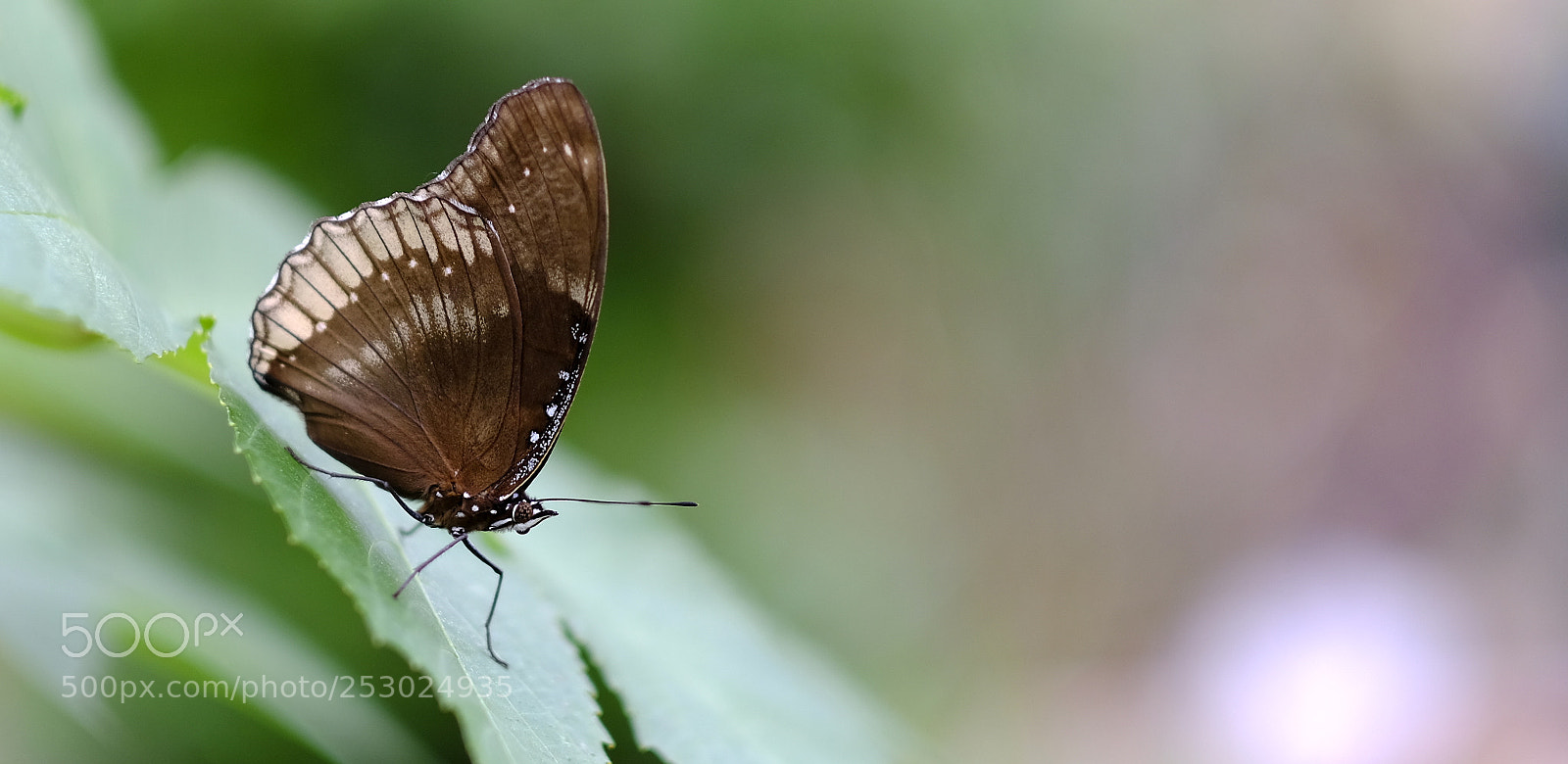 Fujifilm X-H1 sample photo. Born to live in photography