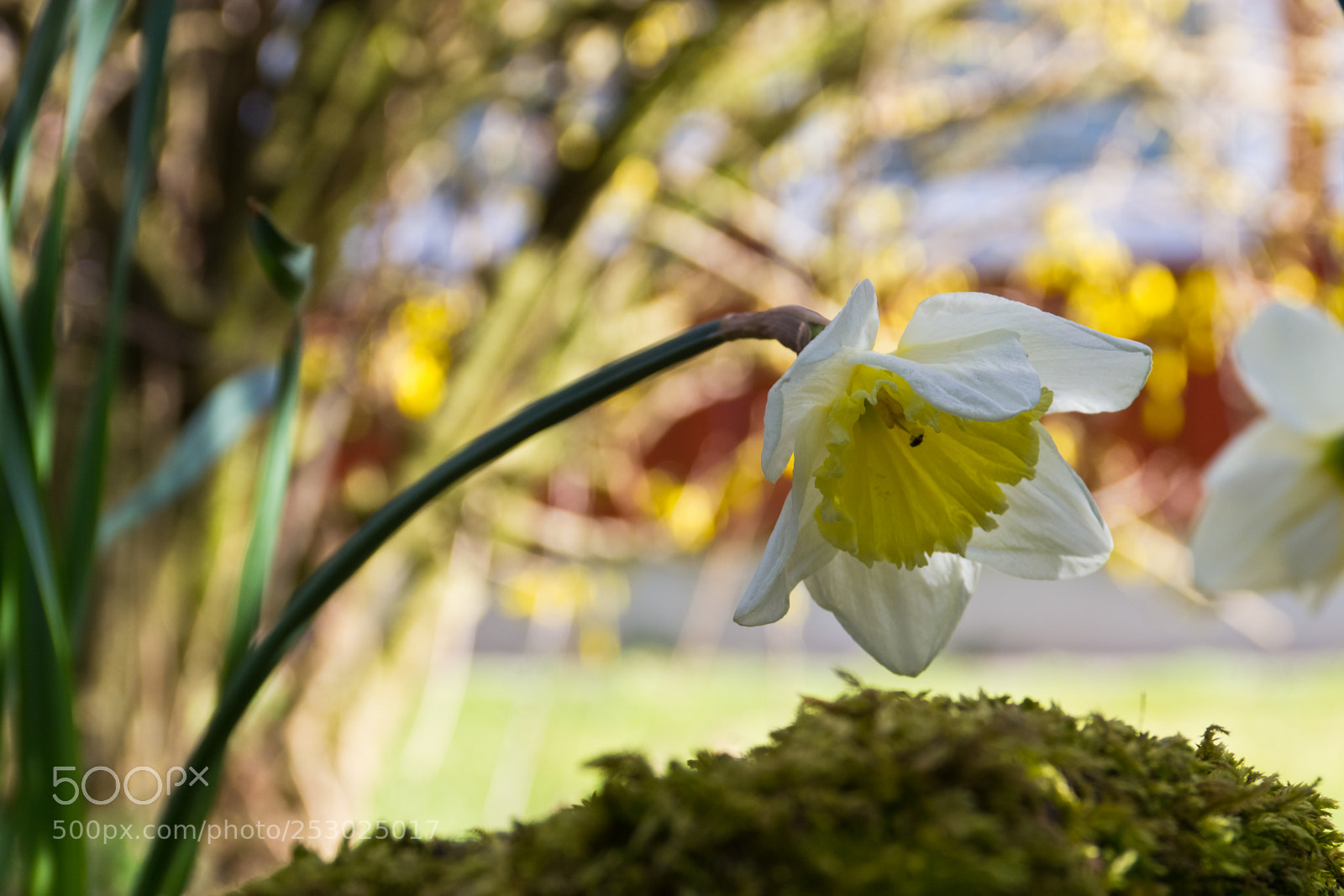Canon EOS 60D sample photo. Springflower photography