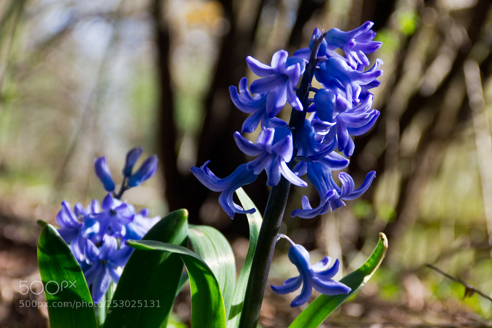 Canon EOS 60D sample photo. In the bushes photography
