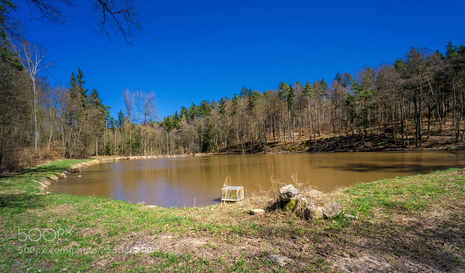 Sony a6000 sample photo. Forest view to the photography