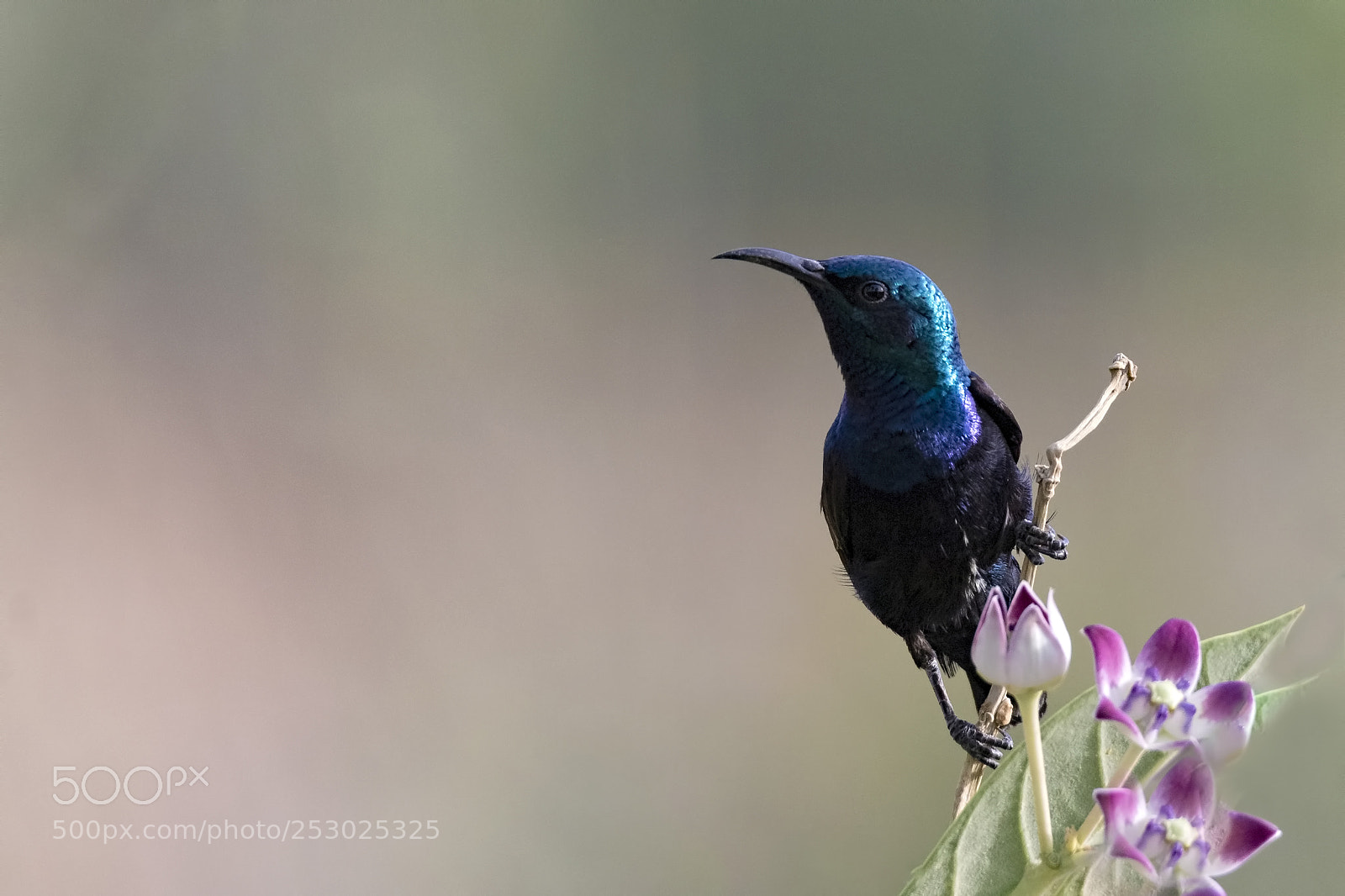Canon EOS 7D Mark II sample photo. Purple sunbird (male) photography