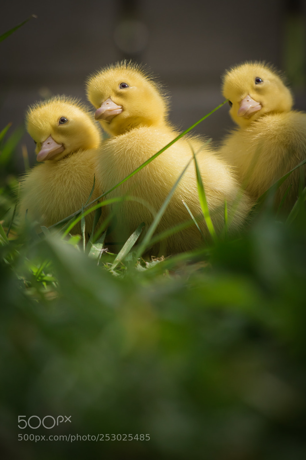 Canon EOS 760D (EOS Rebel T6s / EOS 8000D) sample photo. Cute newborn baby ducklings photography