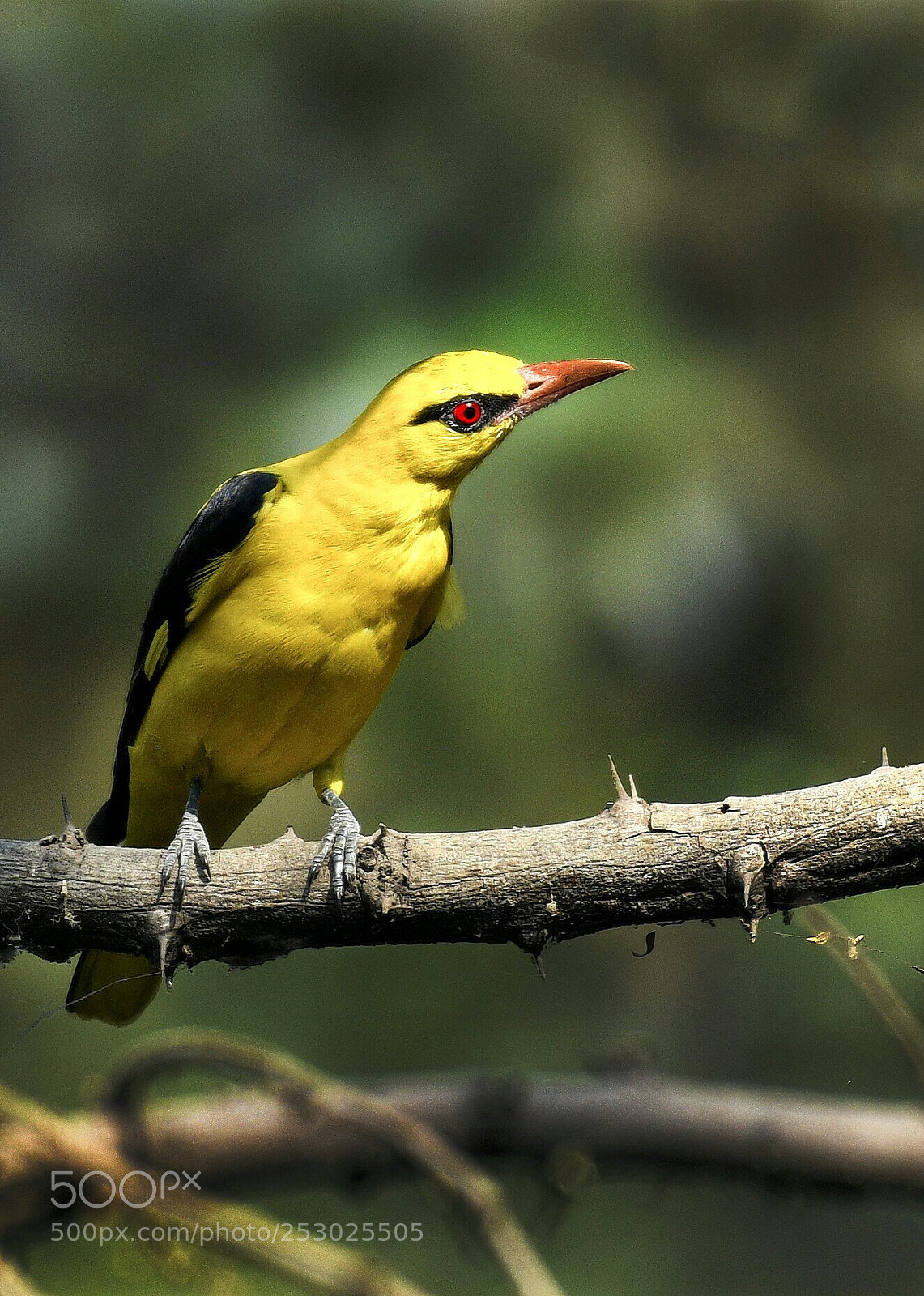 Nikon D500 sample photo. Golden oriole photography