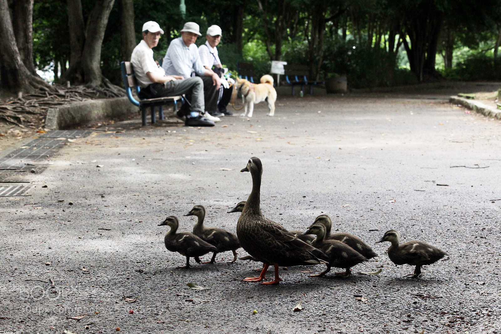 Canon EOS 5D Mark II sample photo. みんなで見守る　we protect while seeing. photography