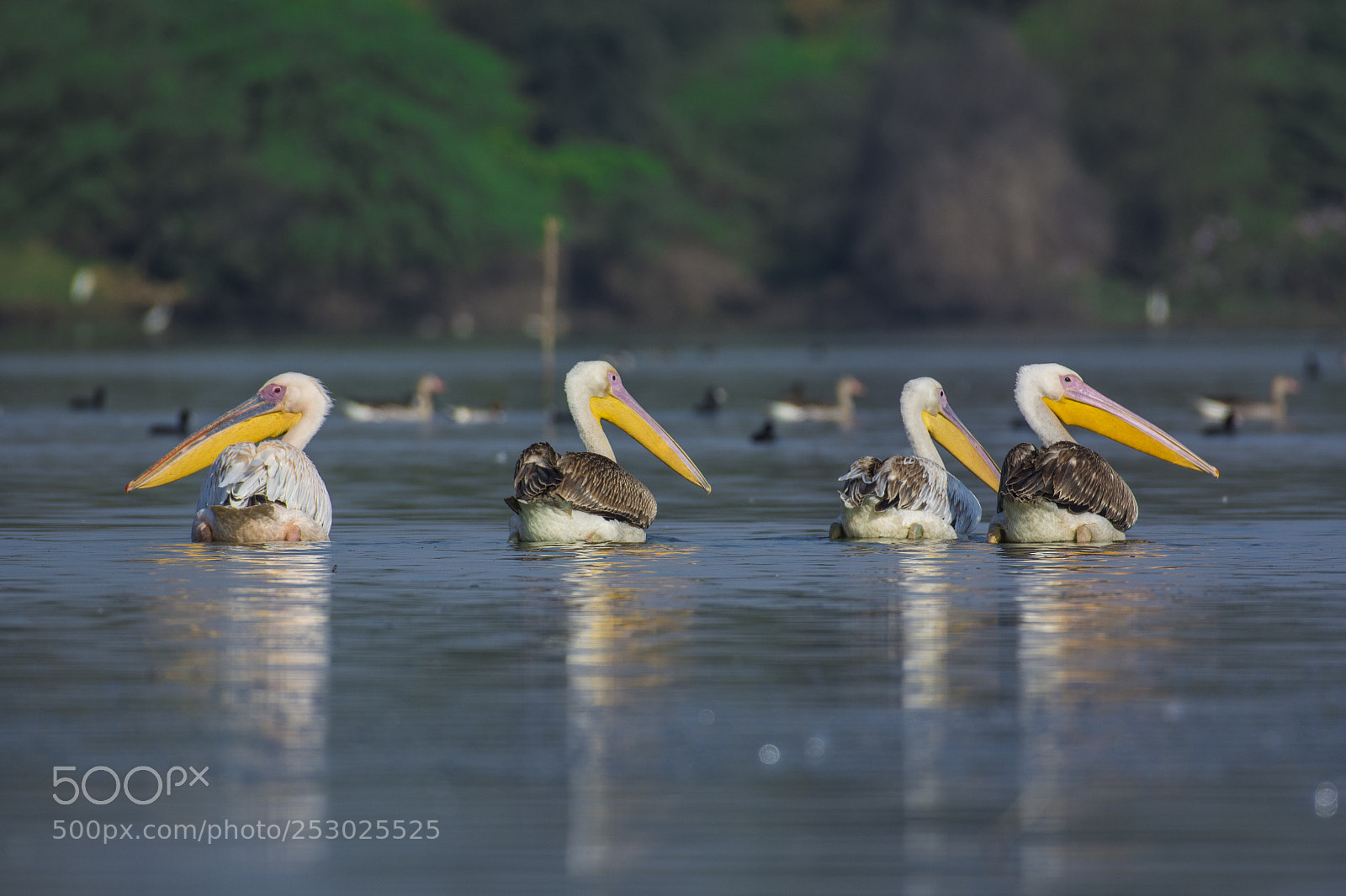 Nikon D7100 sample photo. Great white pelican photography