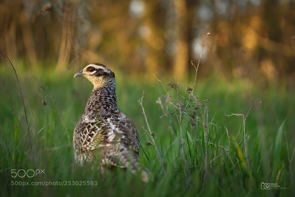 Canon EOS 7D sample photo. Wild nature photography