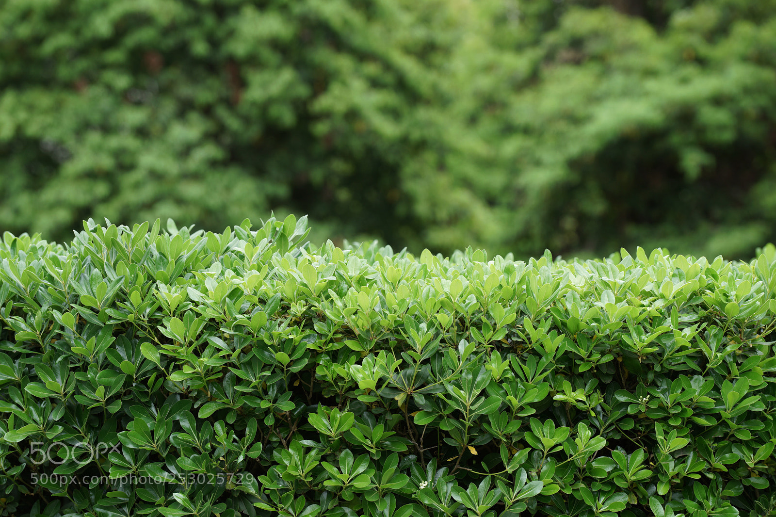 Sony a7 sample photo. Spring is coming photography