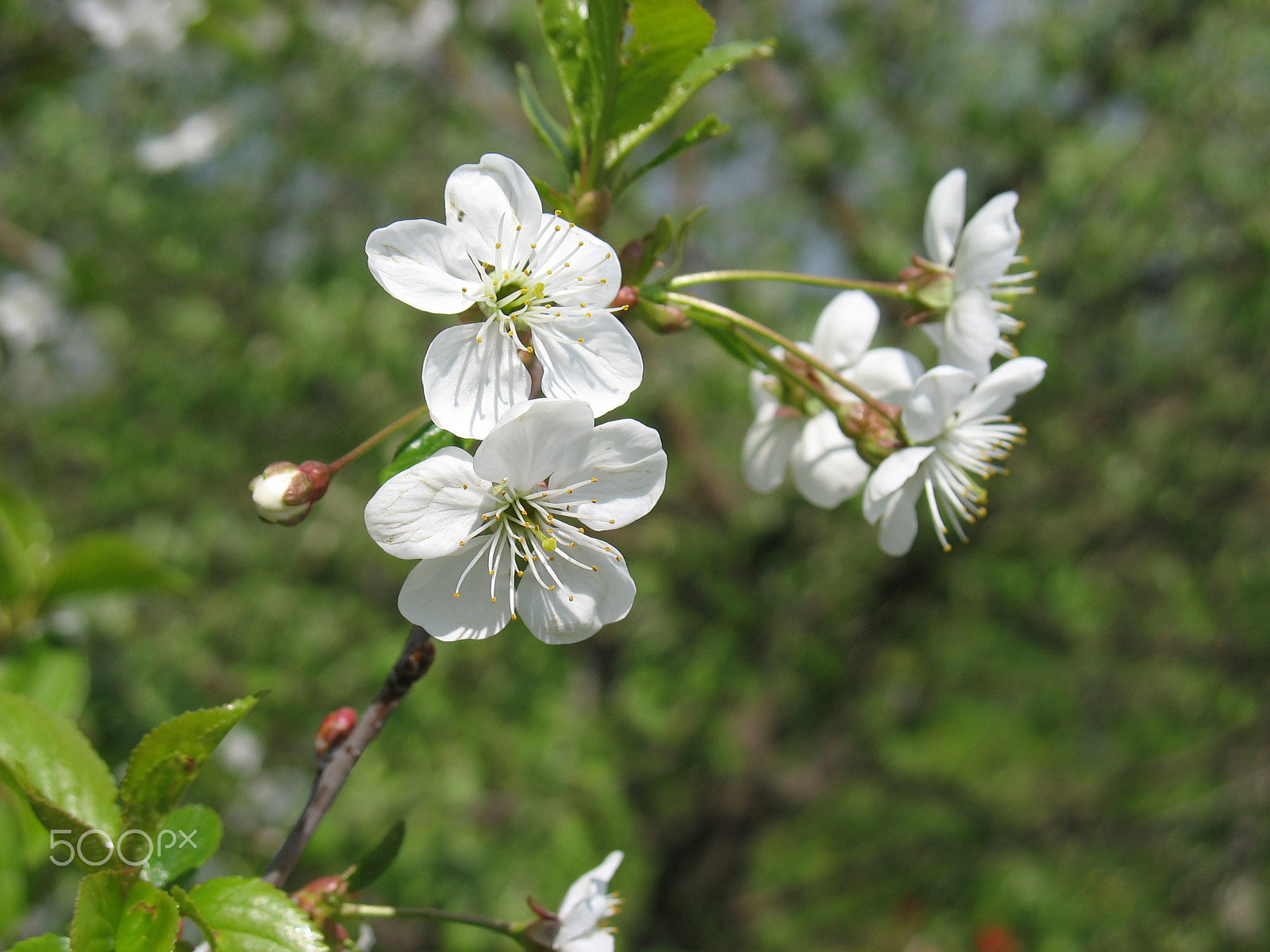 Canon POWERSHOT A610 sample photo. Spring flowers photography