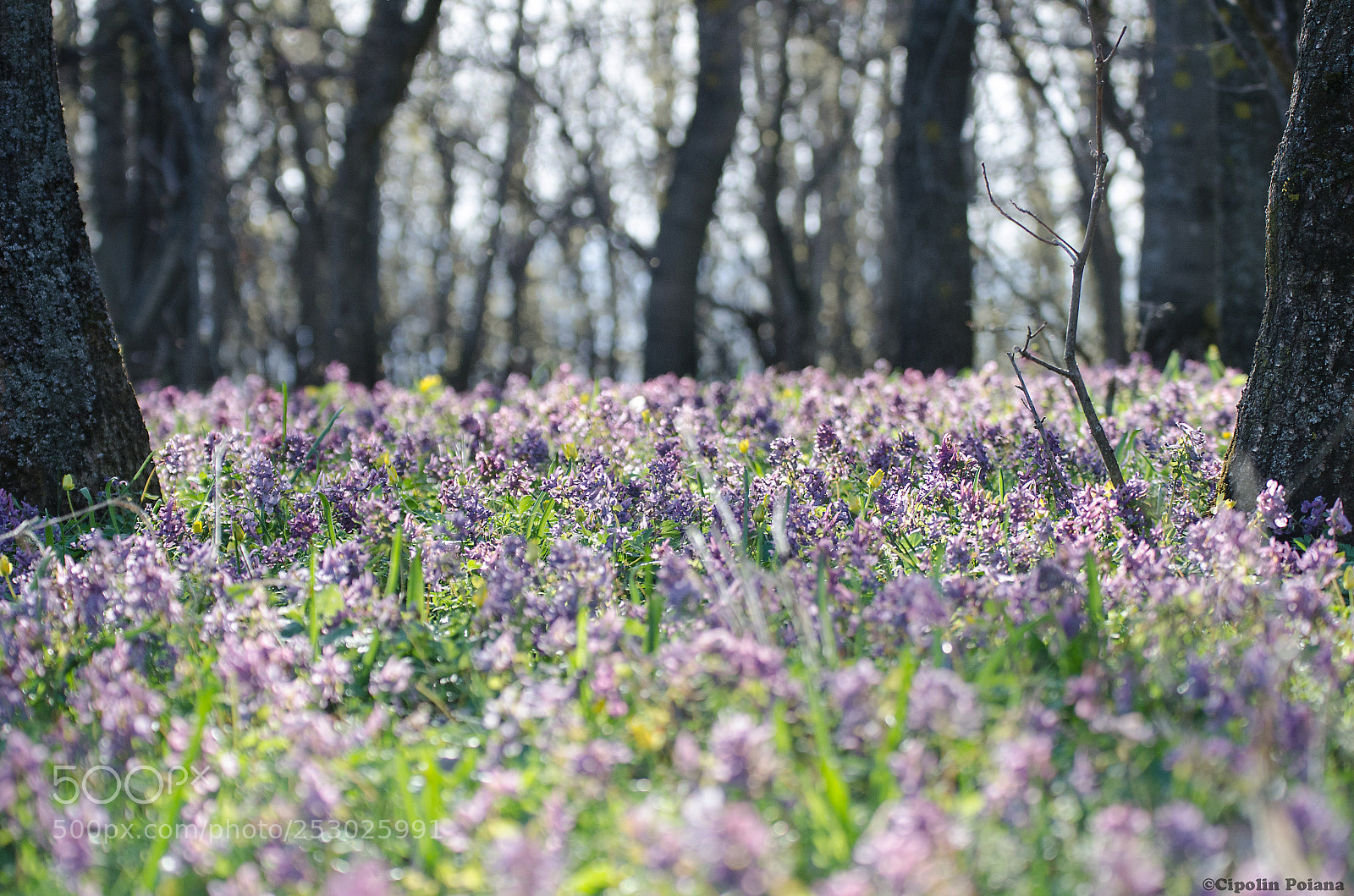 Nikon D7000 sample photo. Spring flowers in the photography