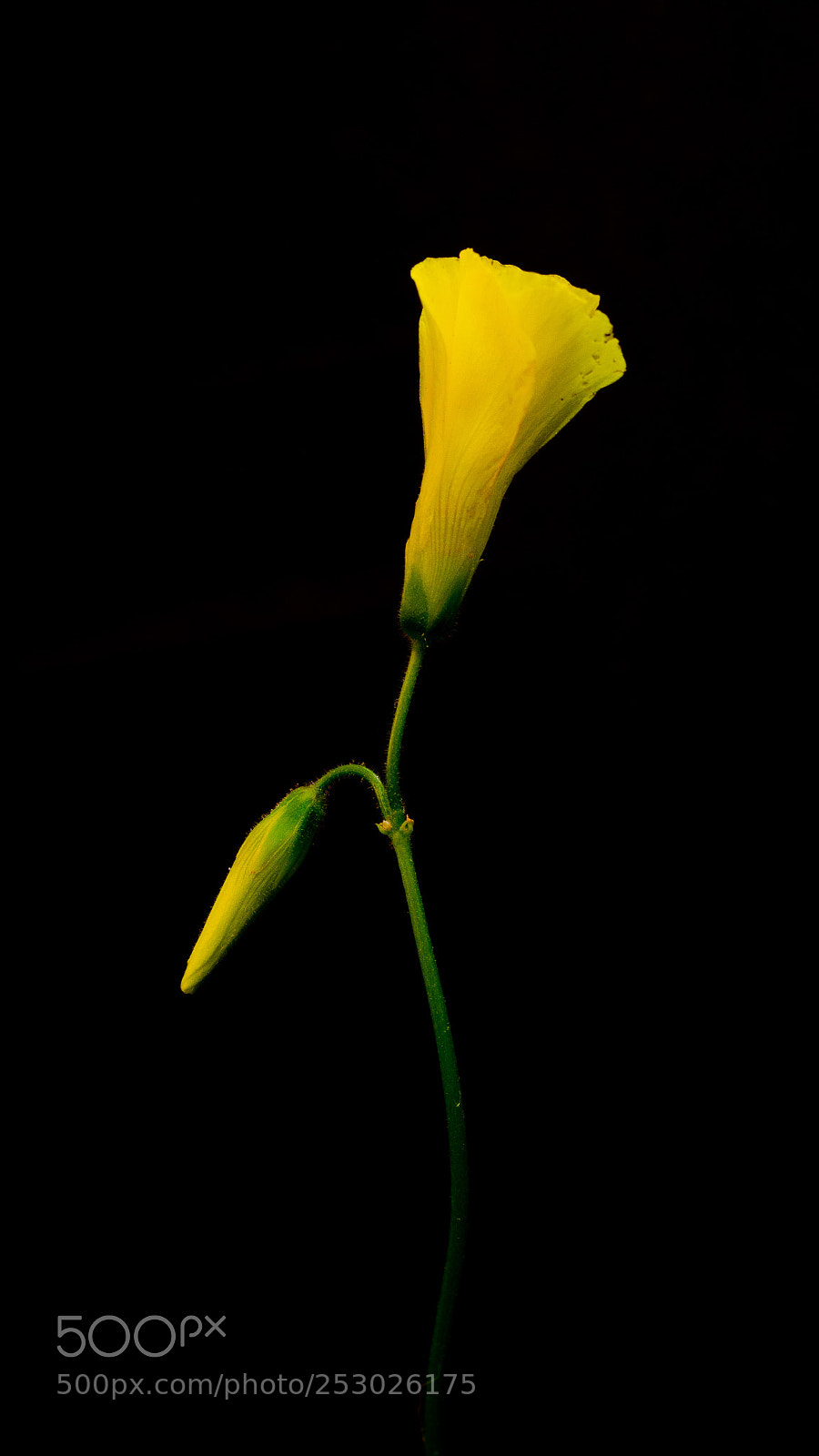 Nikon D5100 sample photo. Gemelli diversi photography