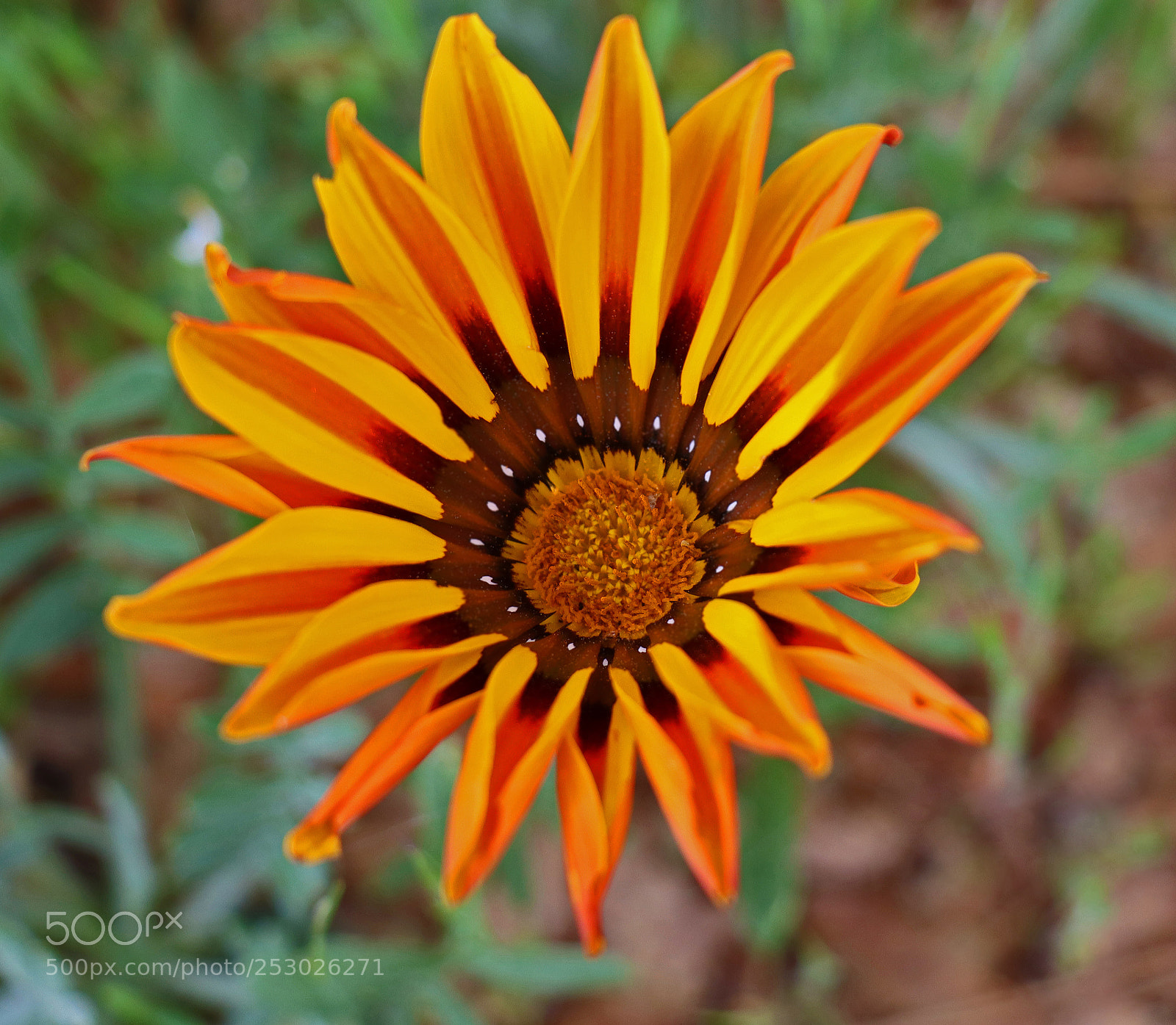 Canon EOS M50 (EOS Kiss M) sample photo. The flower it becomes photography