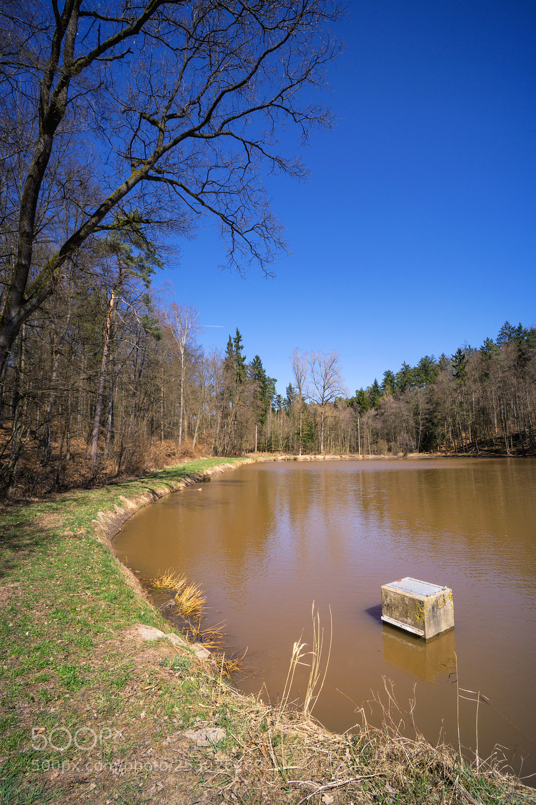 Sony a6000 sample photo. Forest view to the photography