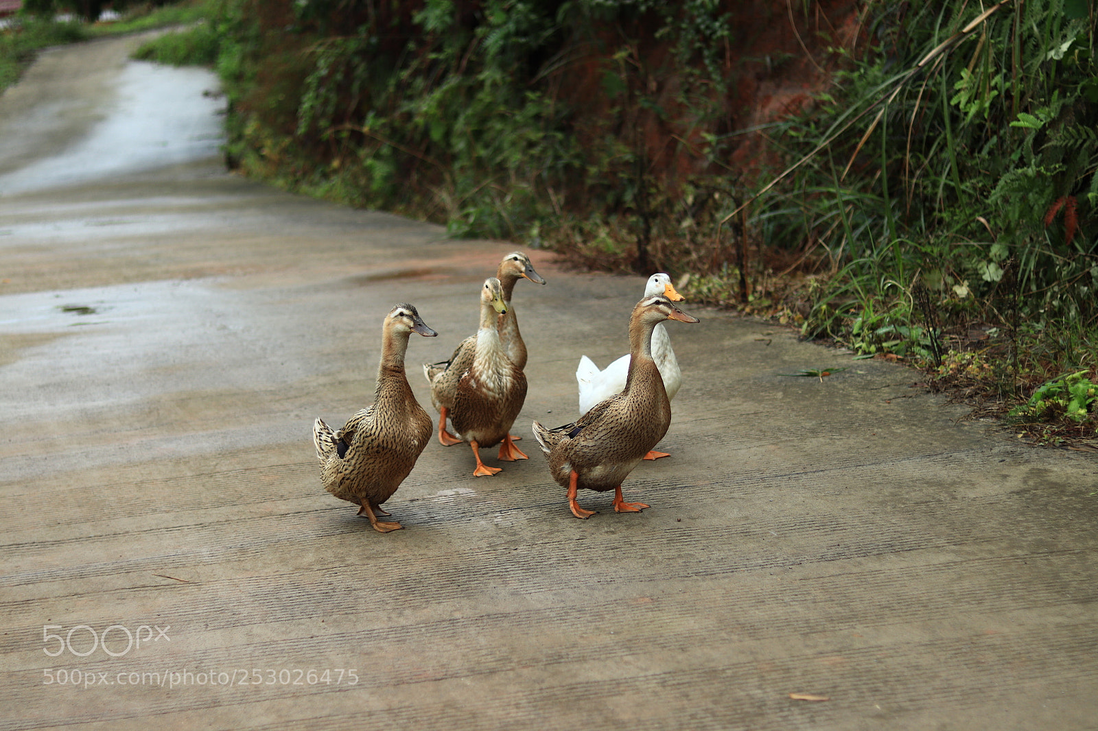 Canon EOS 77D (EOS 9000D / EOS 770D) + Canon EF 50mm F1.8 STM sample photo. Untitled photography