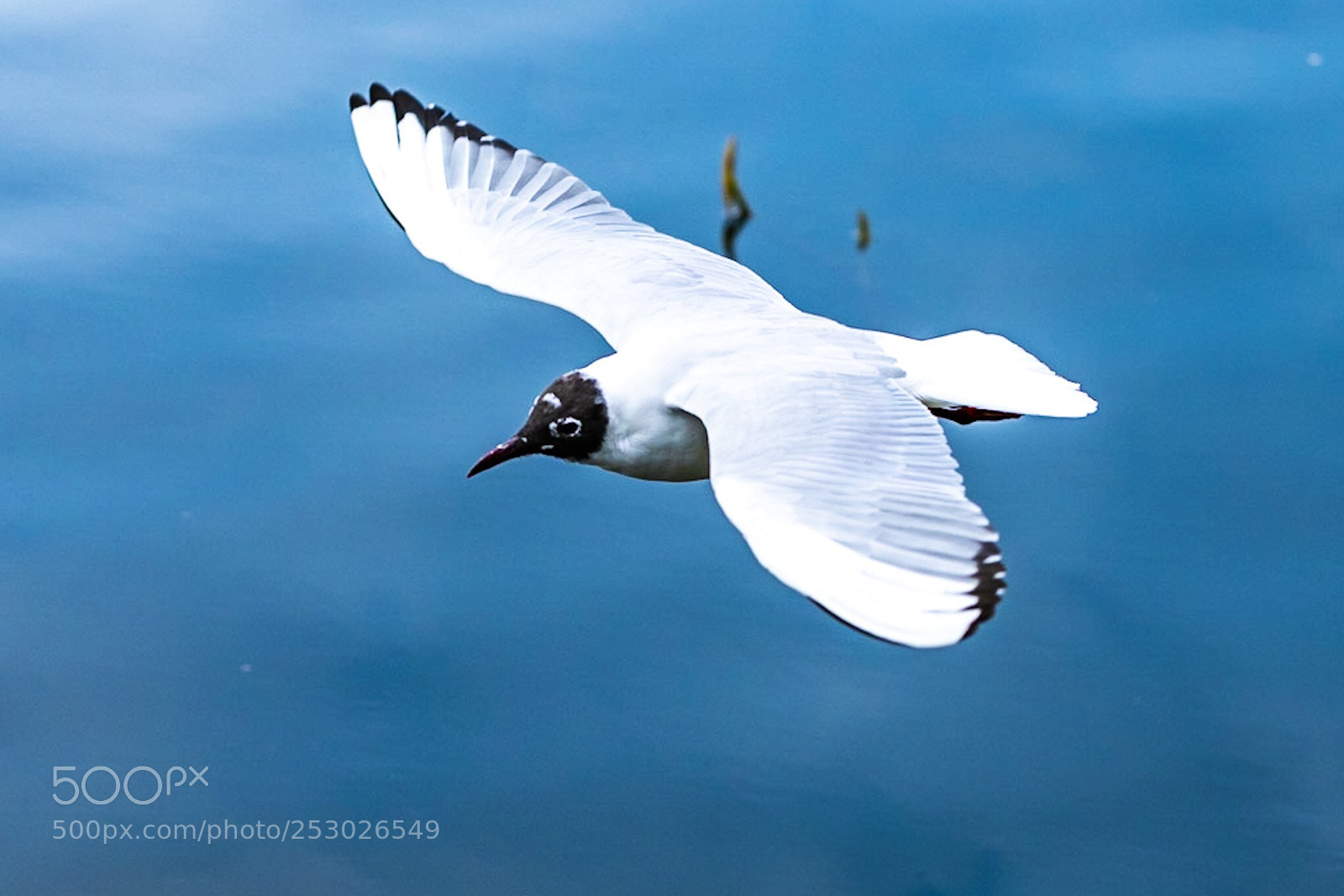 Nikon D850 sample photo. Gliding photography