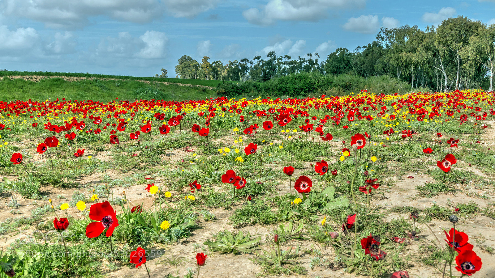 Canon EOS 70D sample photo. Anemone fields for ever photography