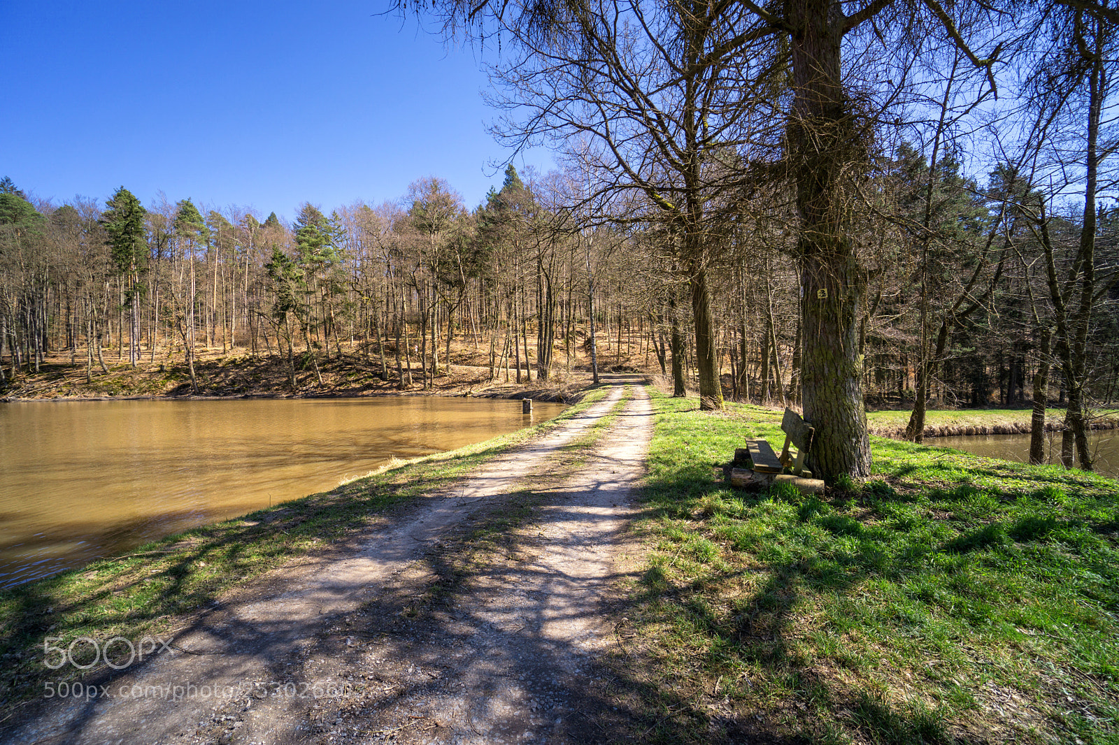 Sony a6000 sample photo. Forest view to the photography