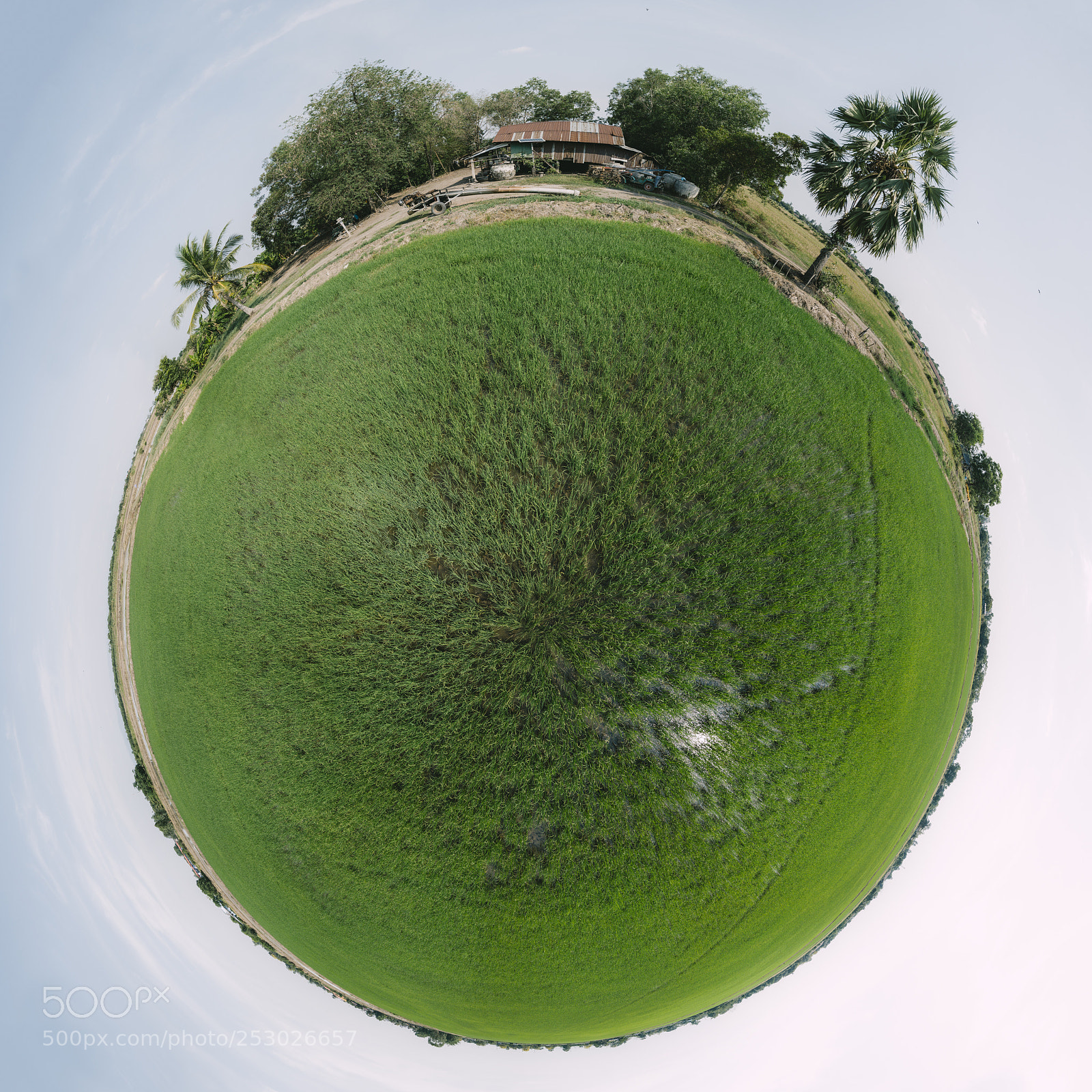 DJI FC220 sample photo. Tiny rice field photography