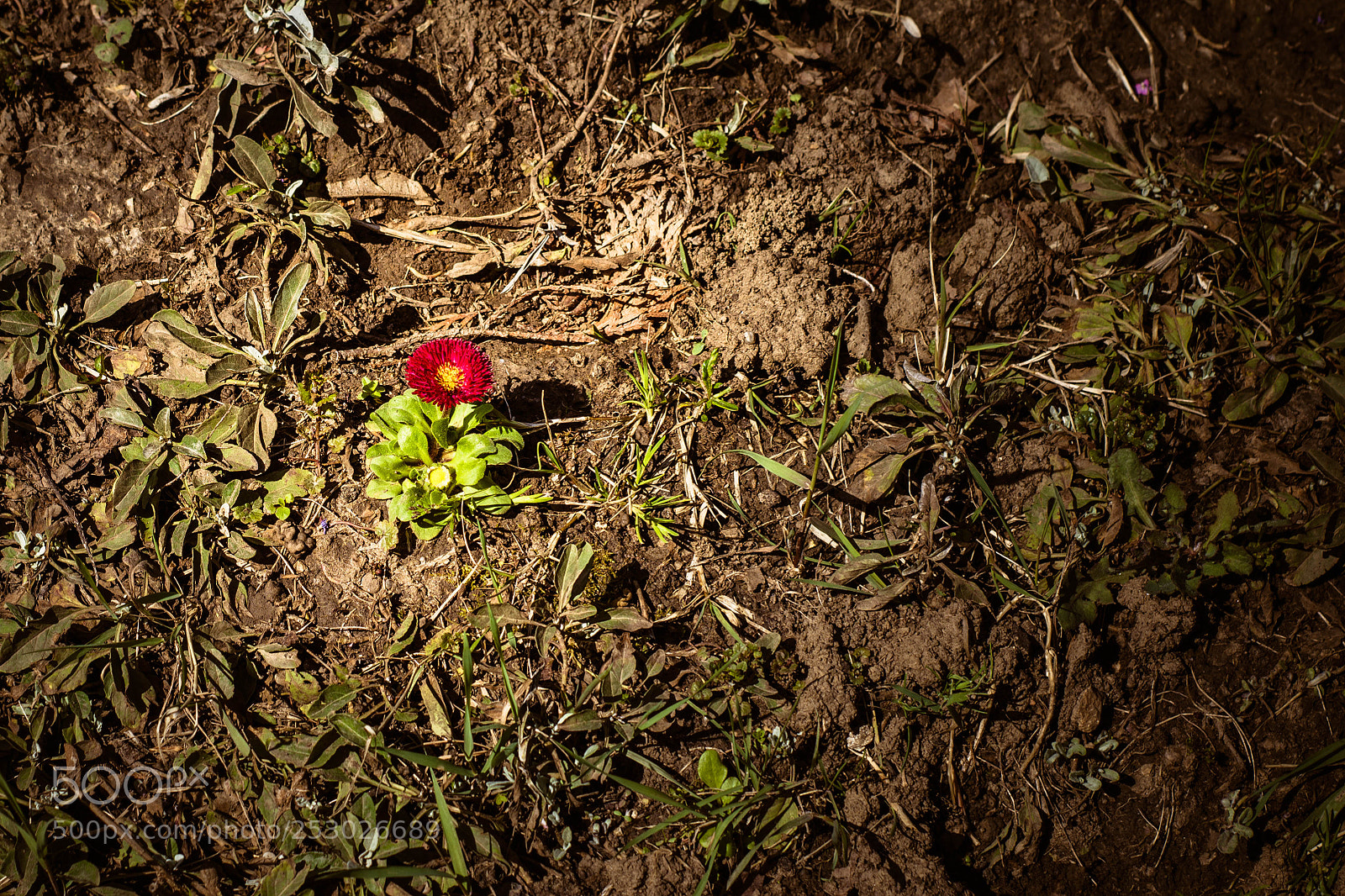 Nikon D7200 sample photo. Mr lonely photography