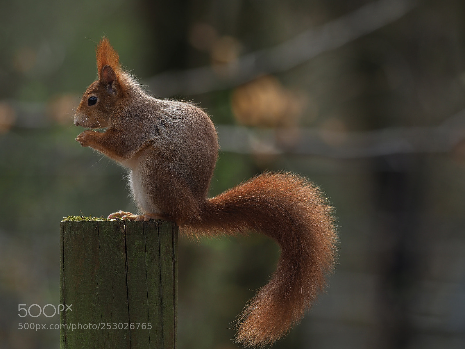 Olympus OM-D E-M1 Mark II sample photo. Squirrel photography