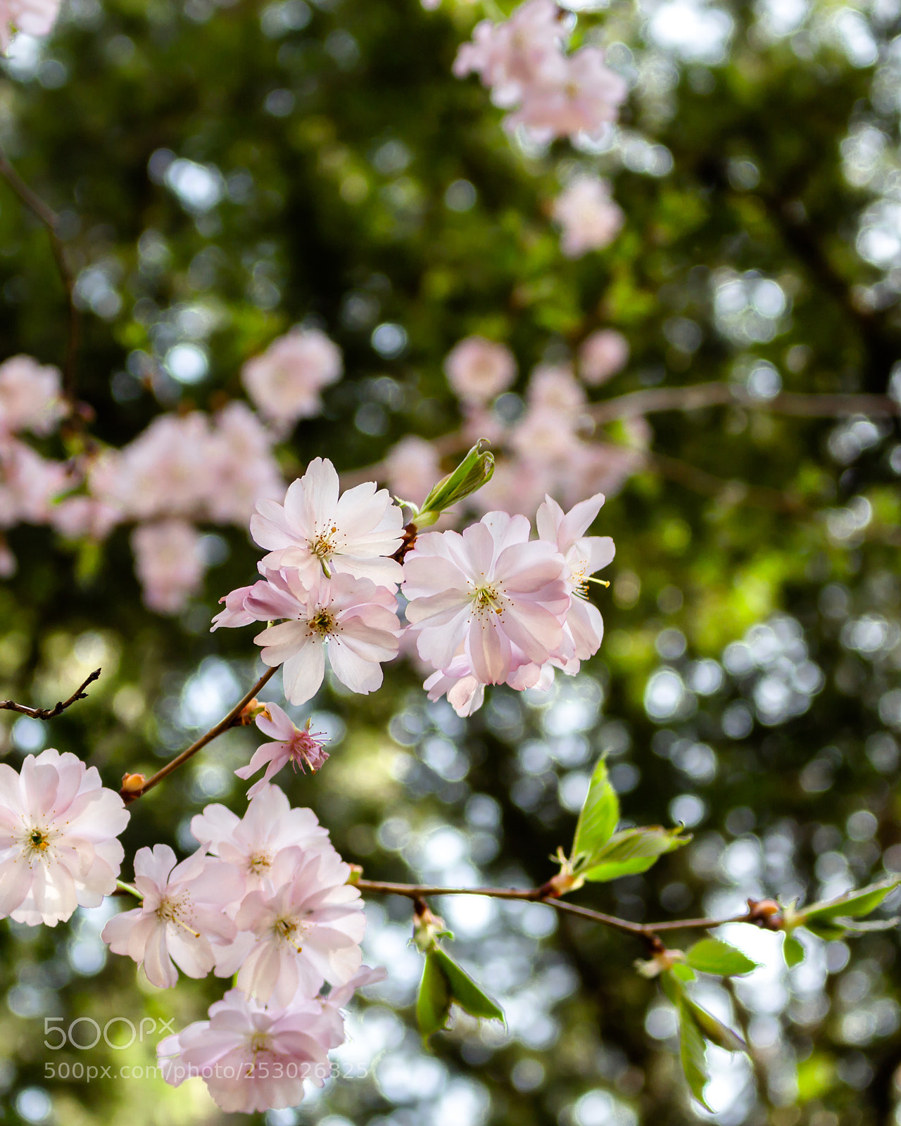 Canon EOS 700D (EOS Rebel T5i / EOS Kiss X7i) sample photo. Img photography