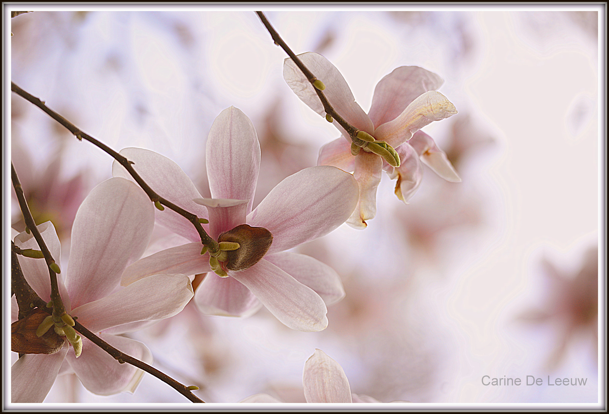 Nikon AF-S Nikkor 70-200mm F2.8G ED VR II sample photo. Puurheid photography