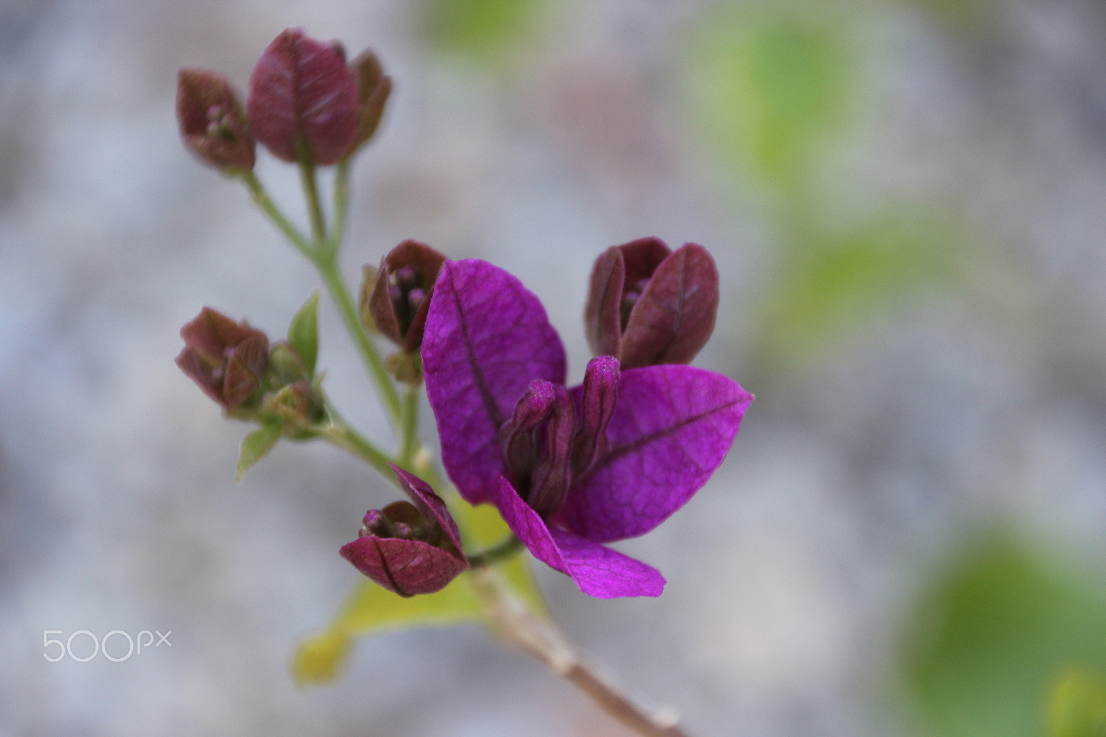 Canon EOS 600D (Rebel EOS T3i / EOS Kiss X5) sample photo. Beginnings photography