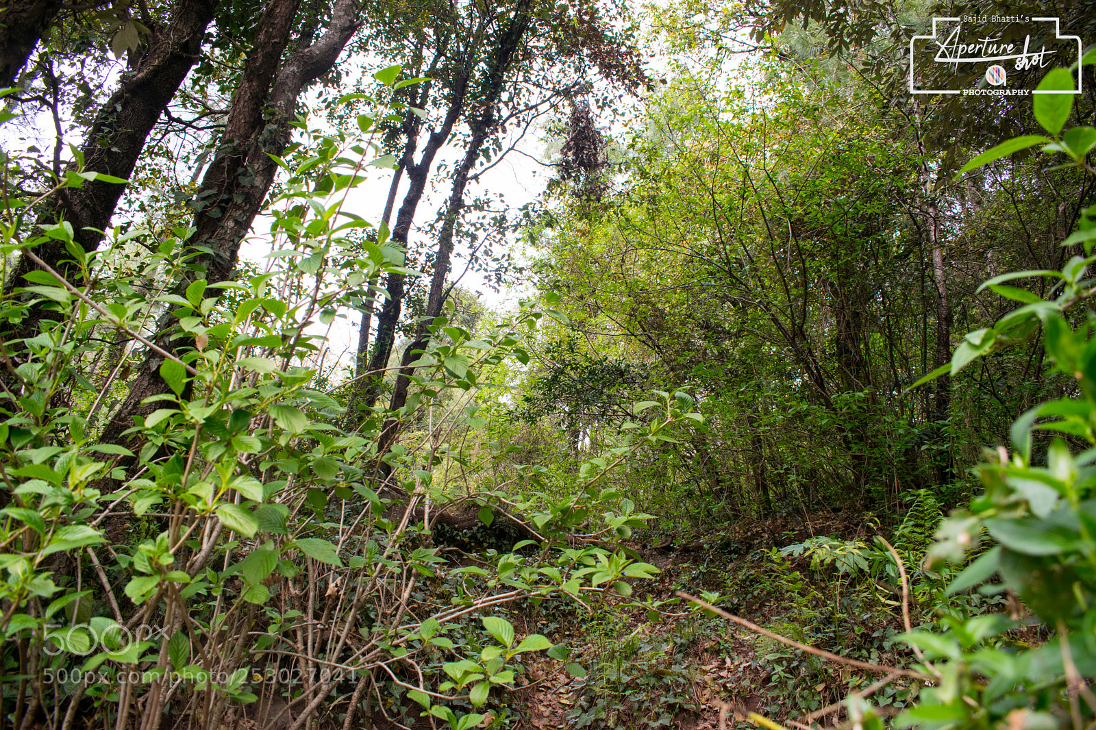 Nikon D5300 sample photo. Jungle ways photography