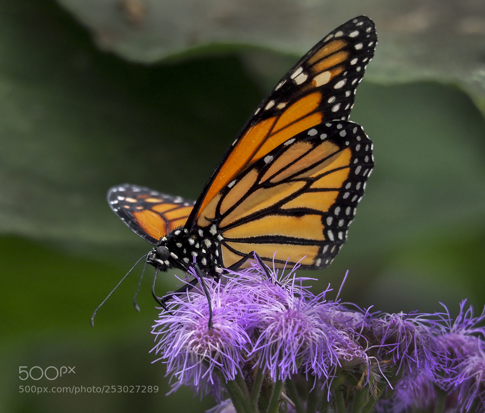Olympus OM-D E-M1 Mark II sample photo. Monarch butterfly photography