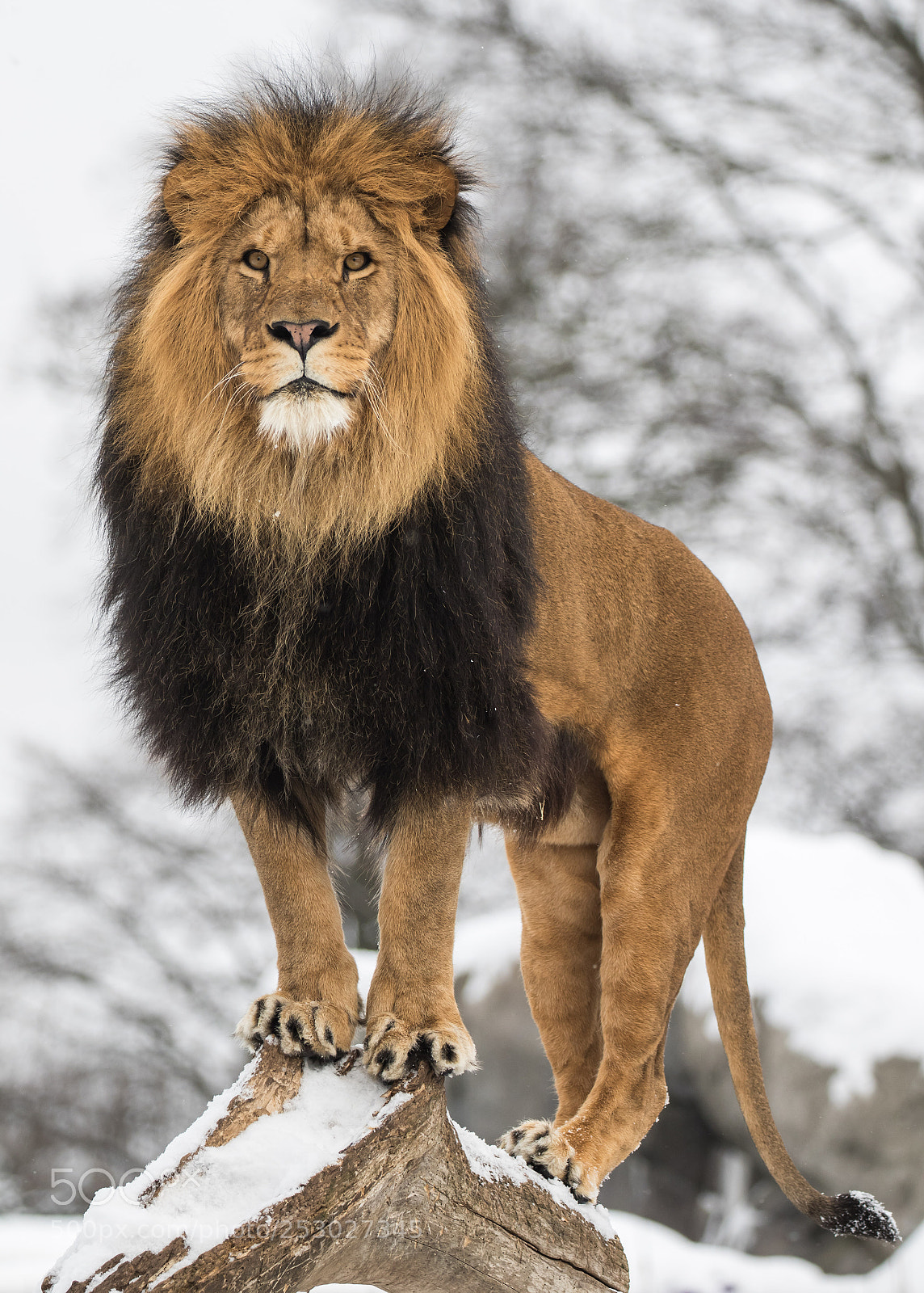 Canon EOS 7D Mark II sample photo. Snow safari photography