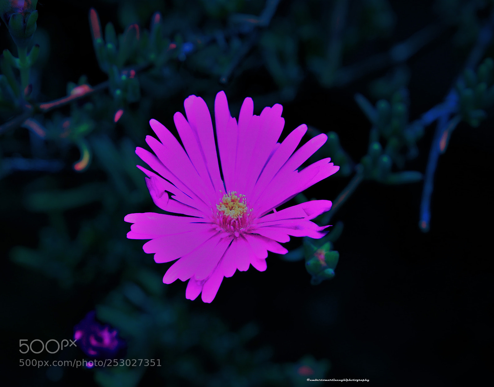 Canon EOS 7D Mark II sample photo. Flower photography